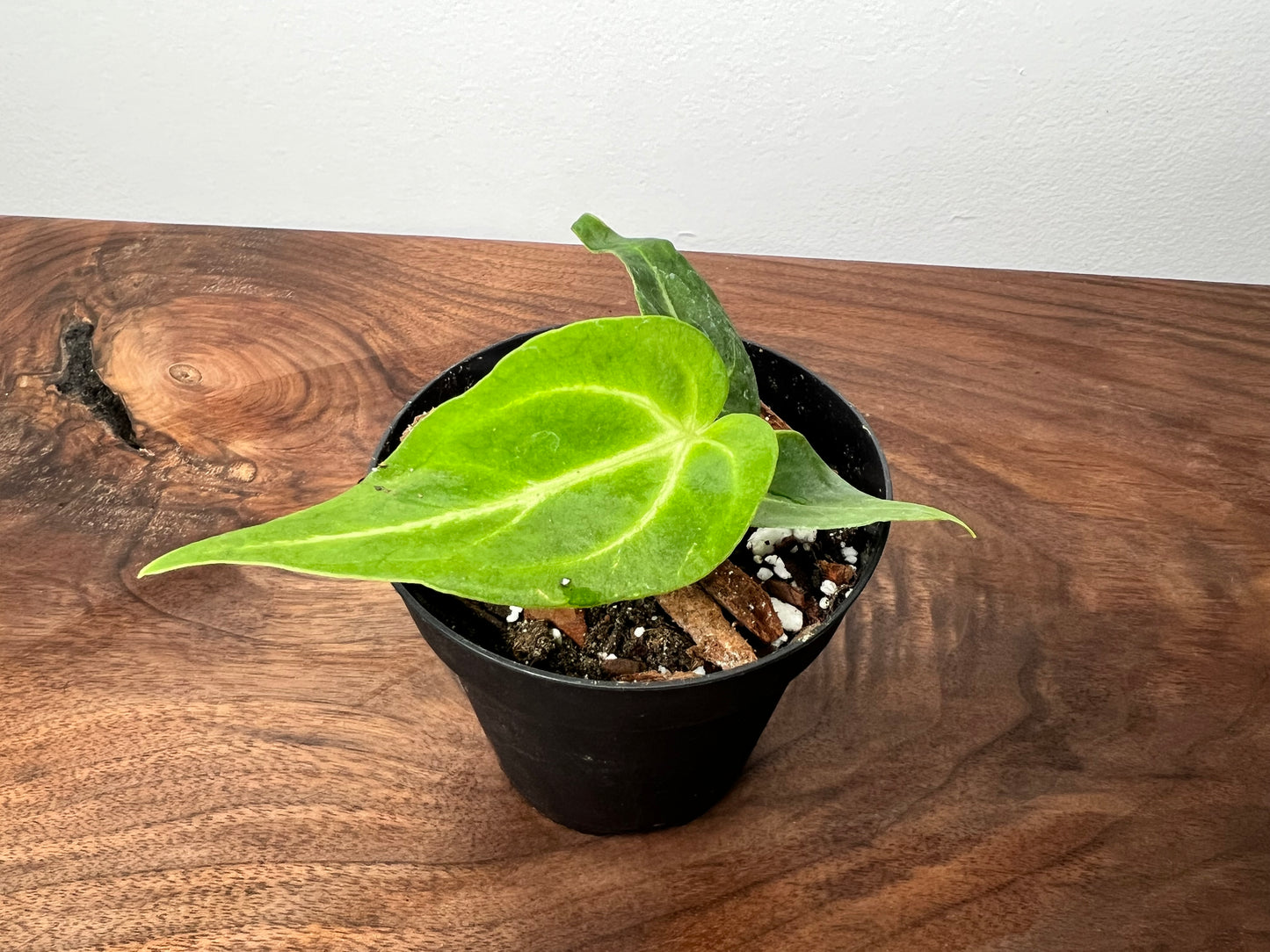 Anthurium Magnificum 4”