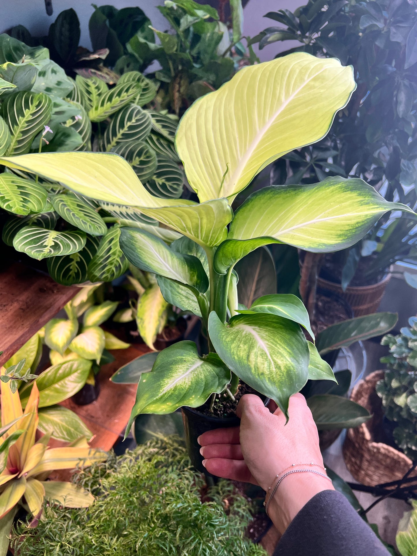 Dieffenbachia Honeydew 4”