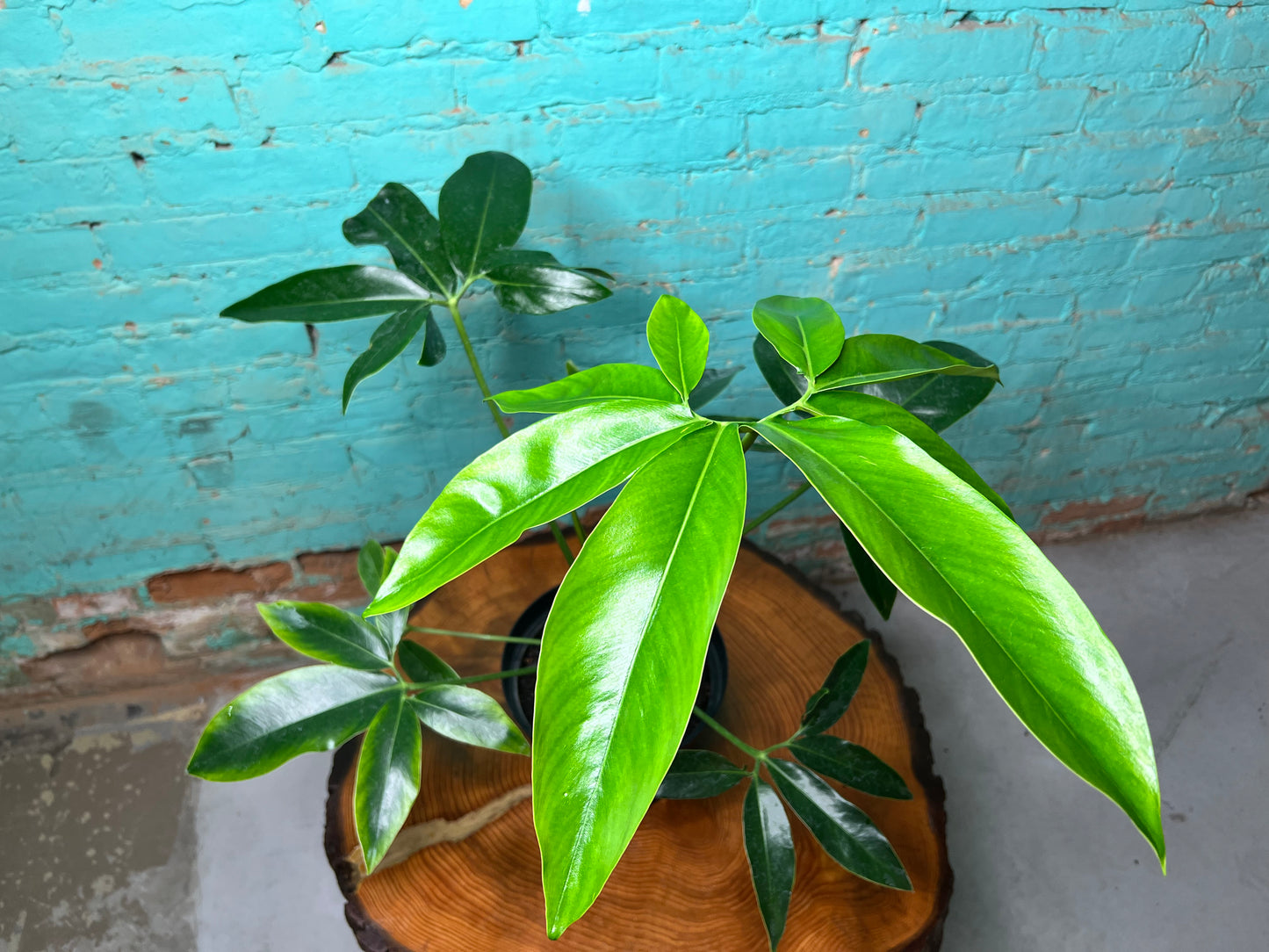 Philodendron- Goldeii 6” (one Large) Finger leaf