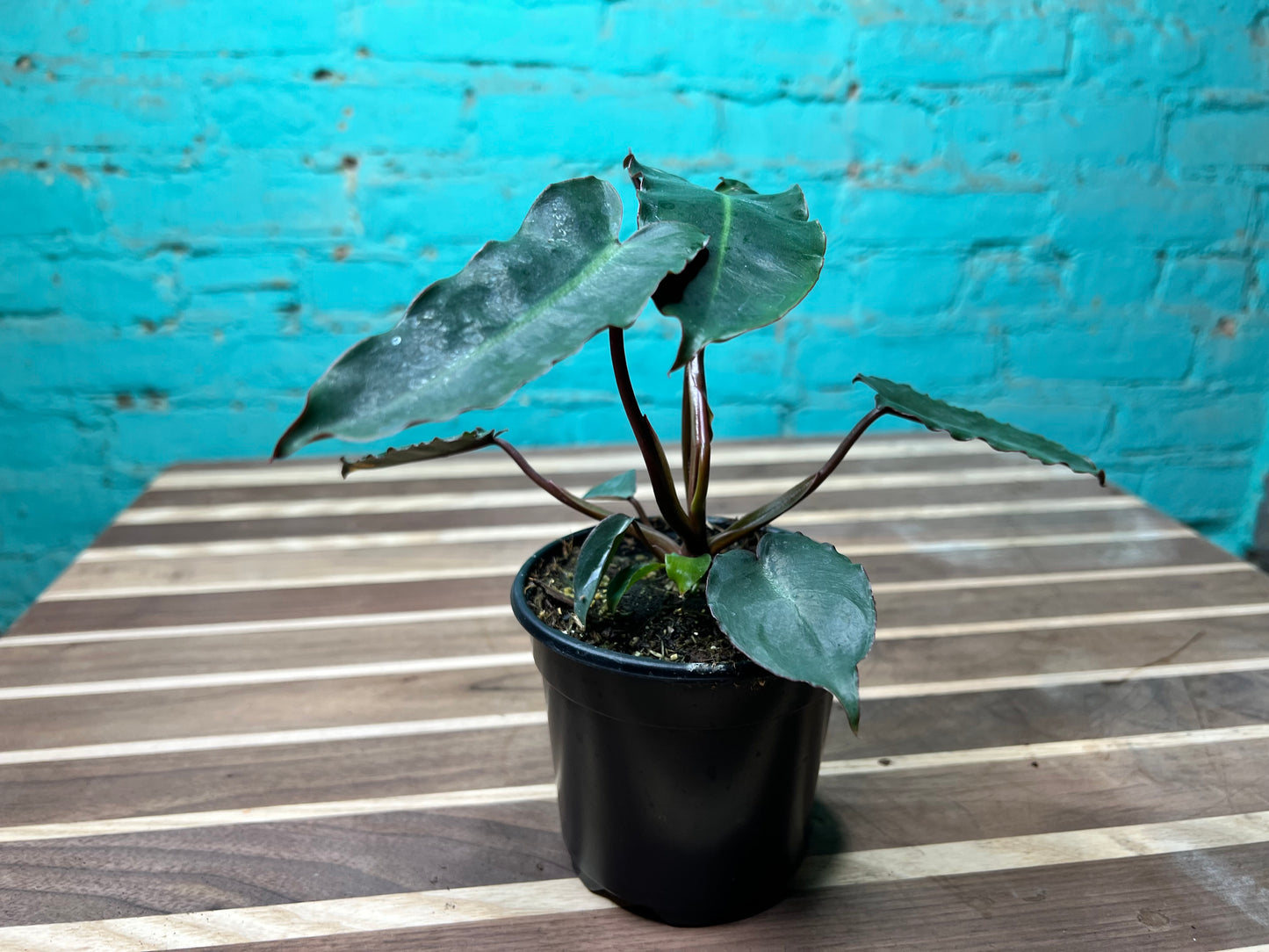 Philodendron Black Billietiae