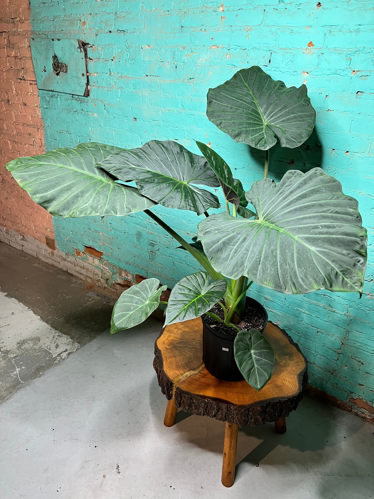 Alocasia Regal Shield 10”