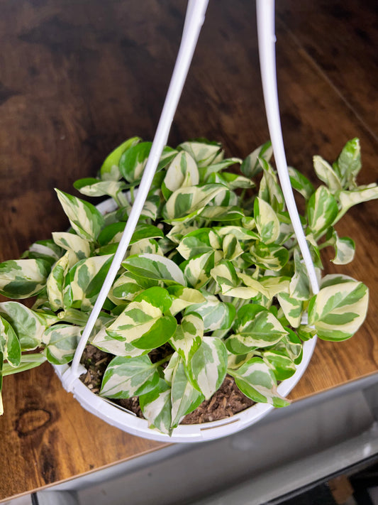 Pothos N’Joy 8” basket