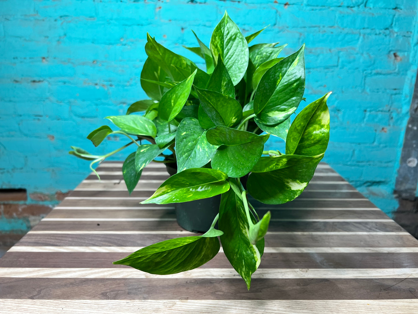 Golden Pothos 6”