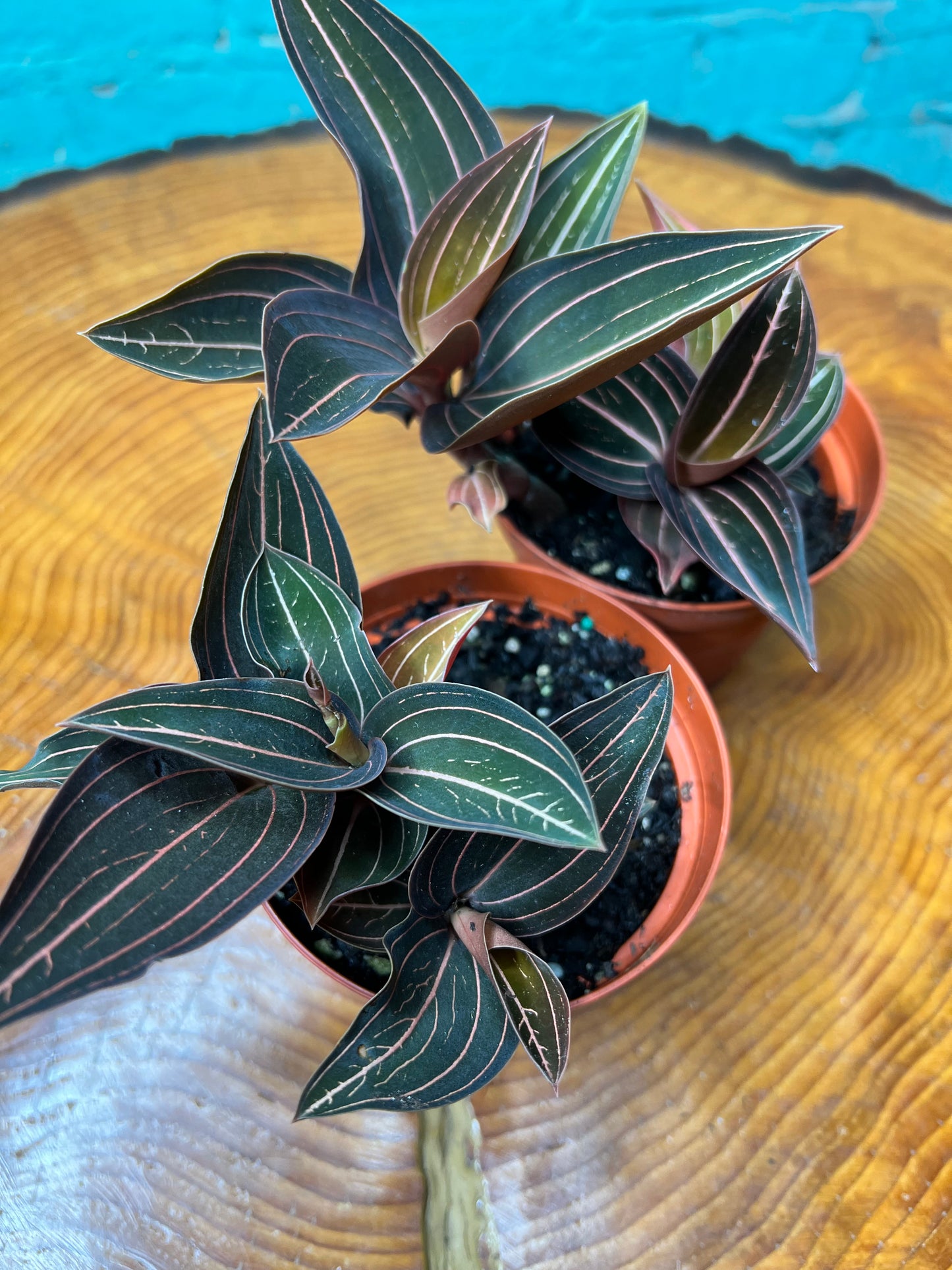 Jewel Orchid Ludisia discolor 4”