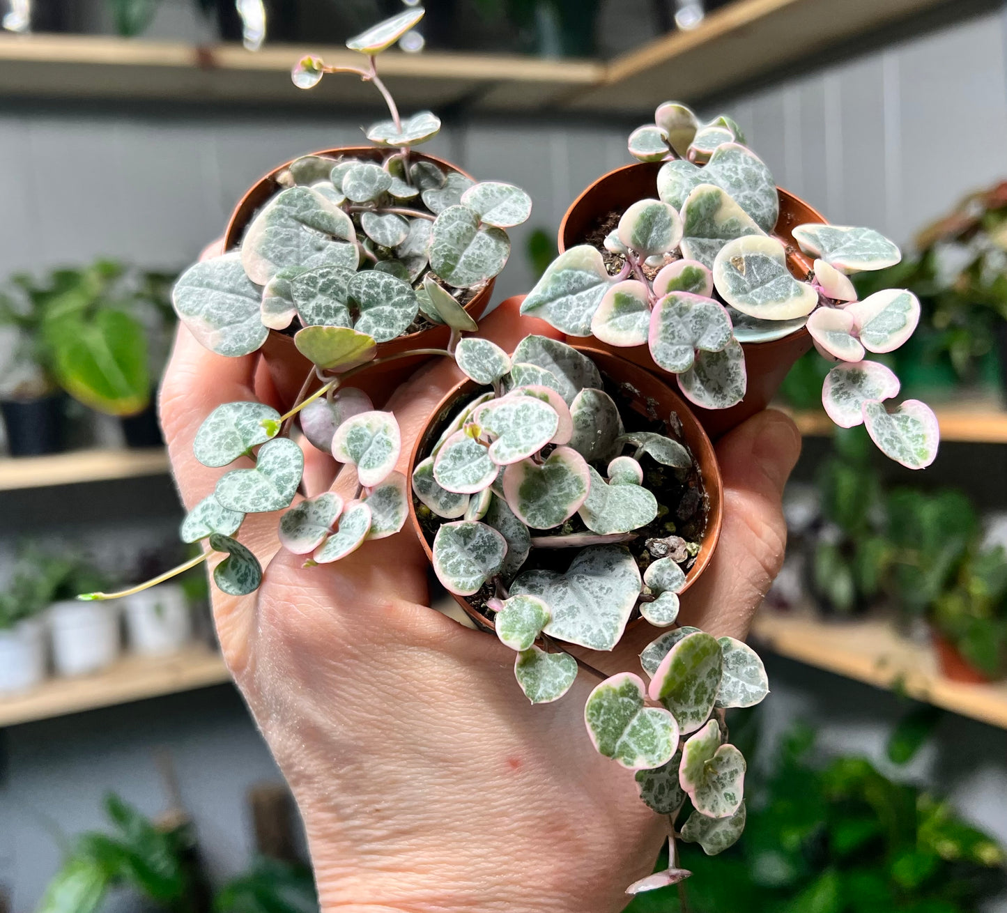 Variegated String of Hearts 3”