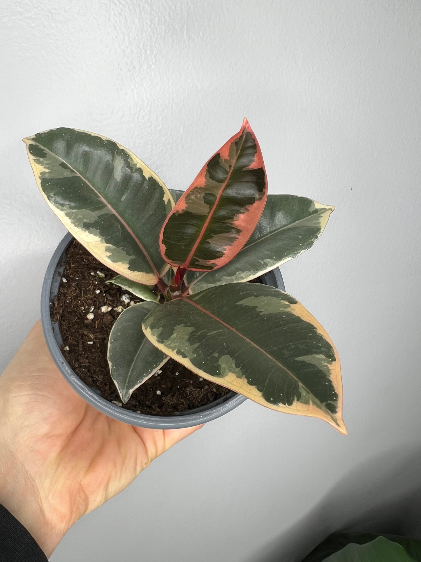 Rubber Tree-Tineke 4”