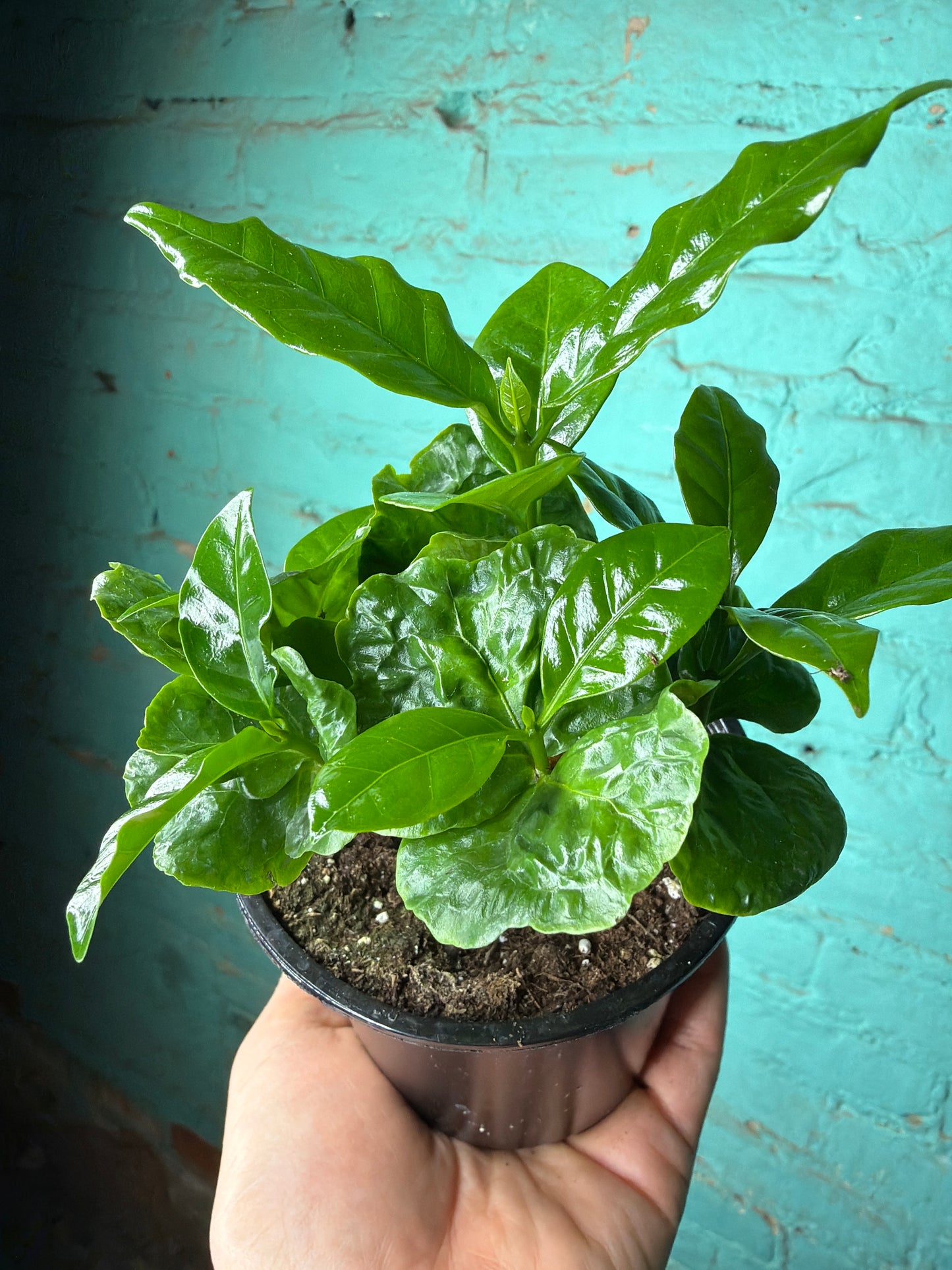 Coffee plant (Coffea arabica) 4”