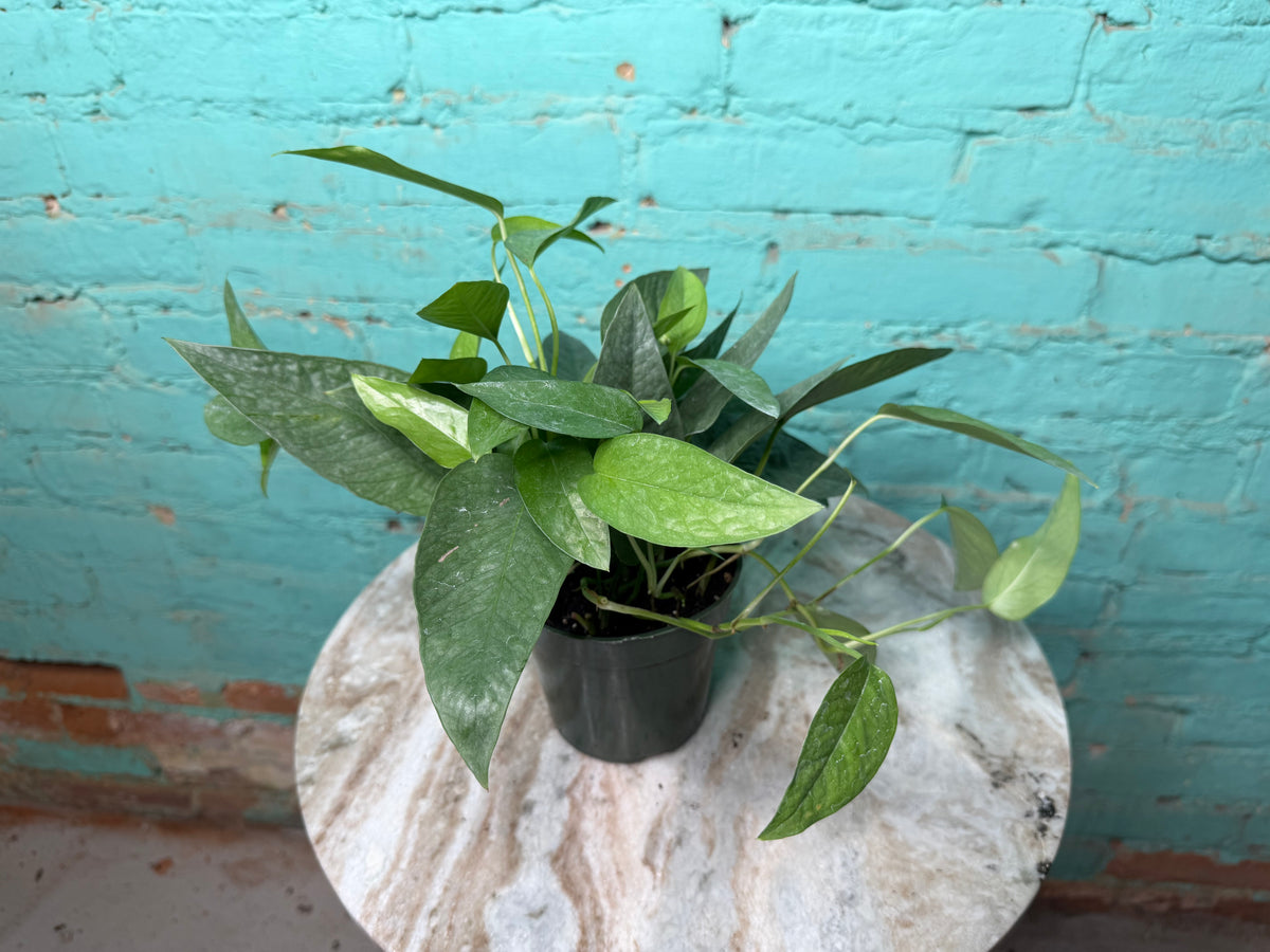 Cebu Blue Pothos 4”