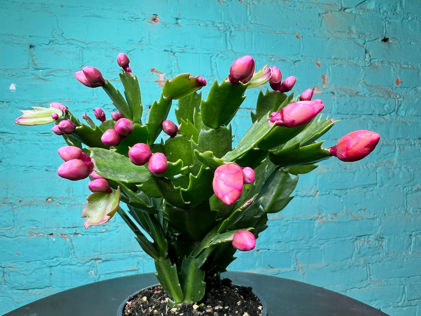 Christmas Cactus 4”