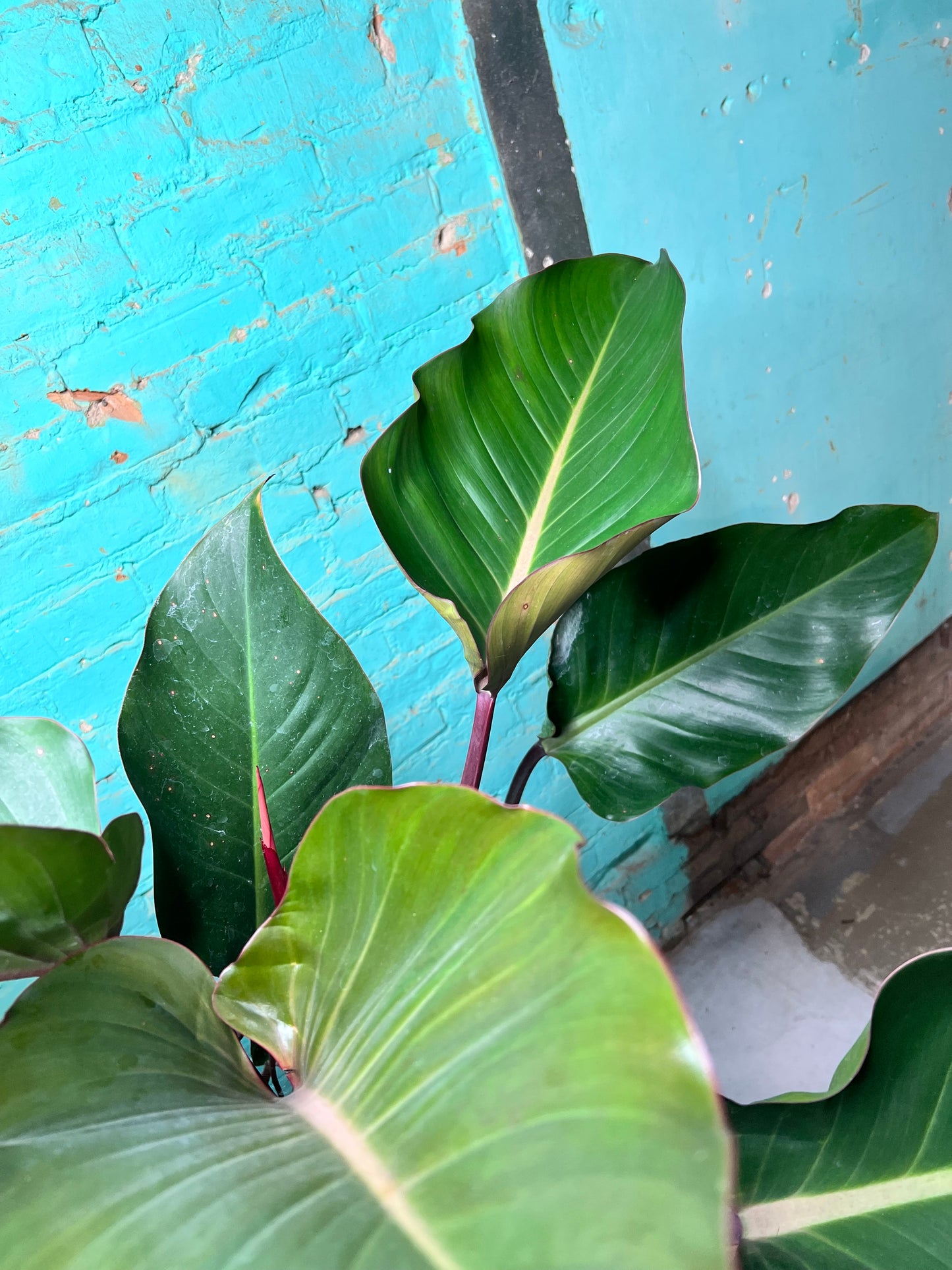 Philodendron Imperial Red 10”