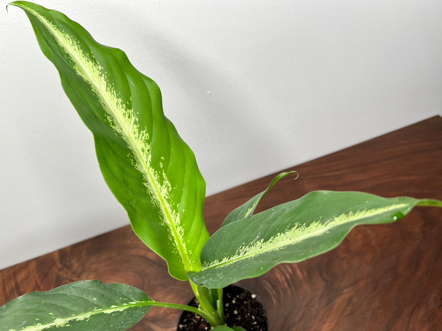Dieffenbachia Panther