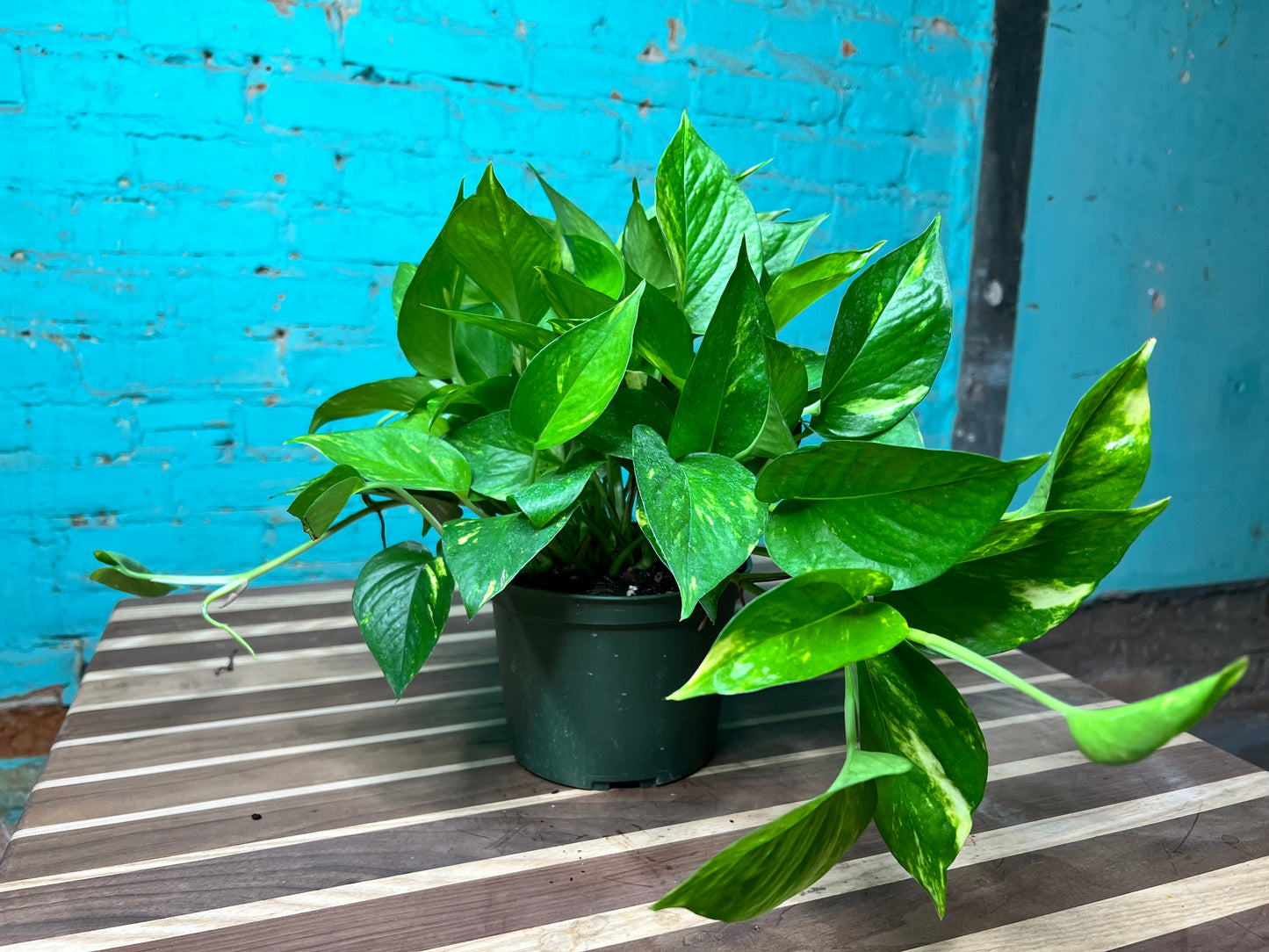 Golden Pothos 6”