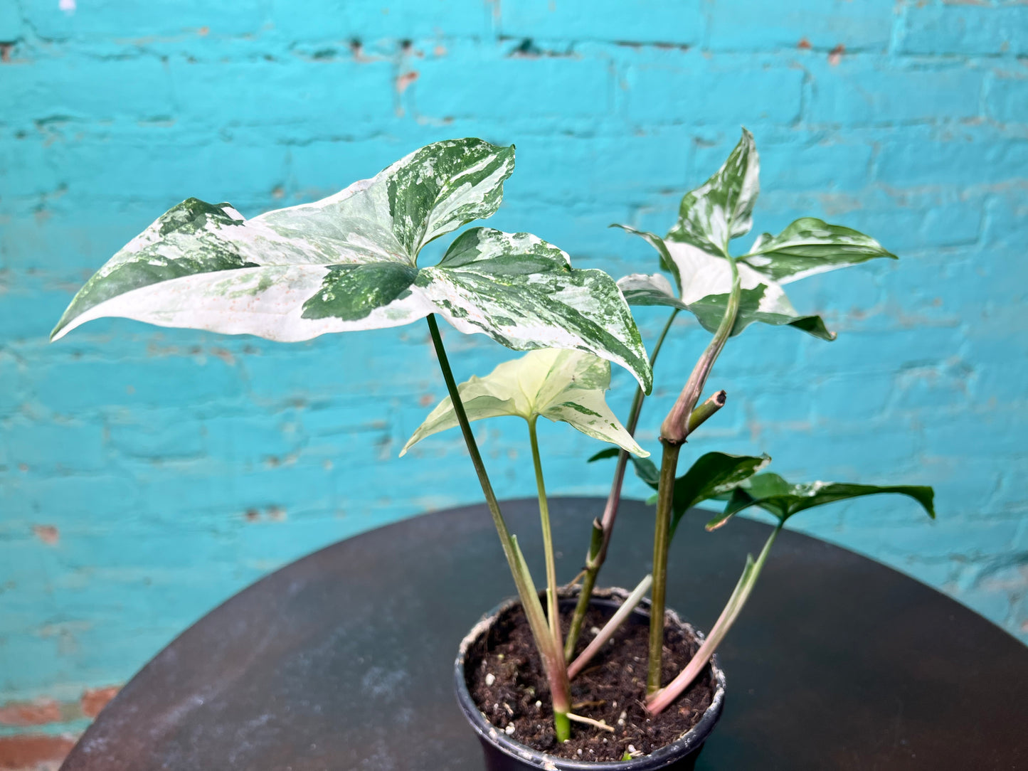 Syngonium Albo
