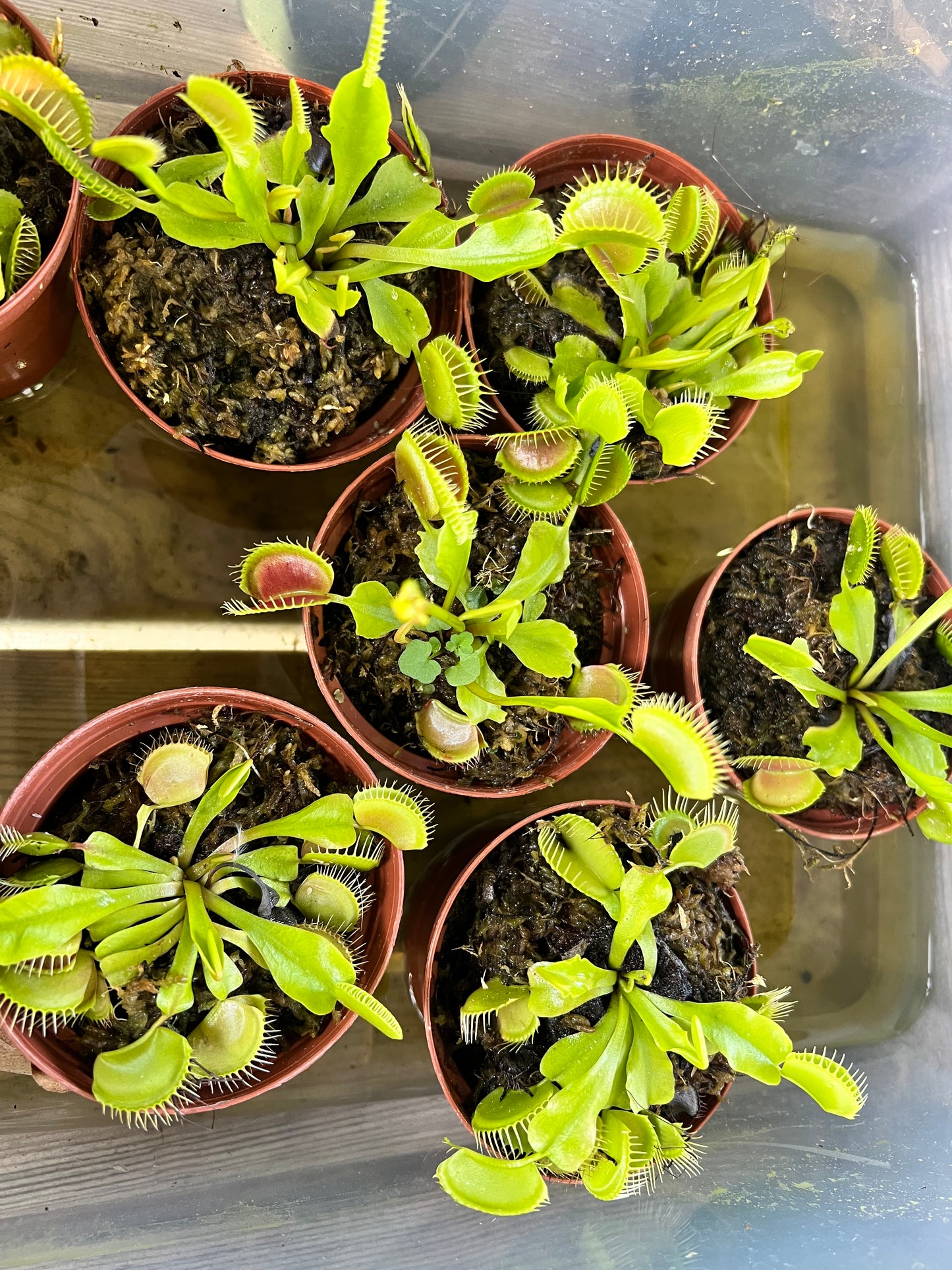 Venus Fly Trap