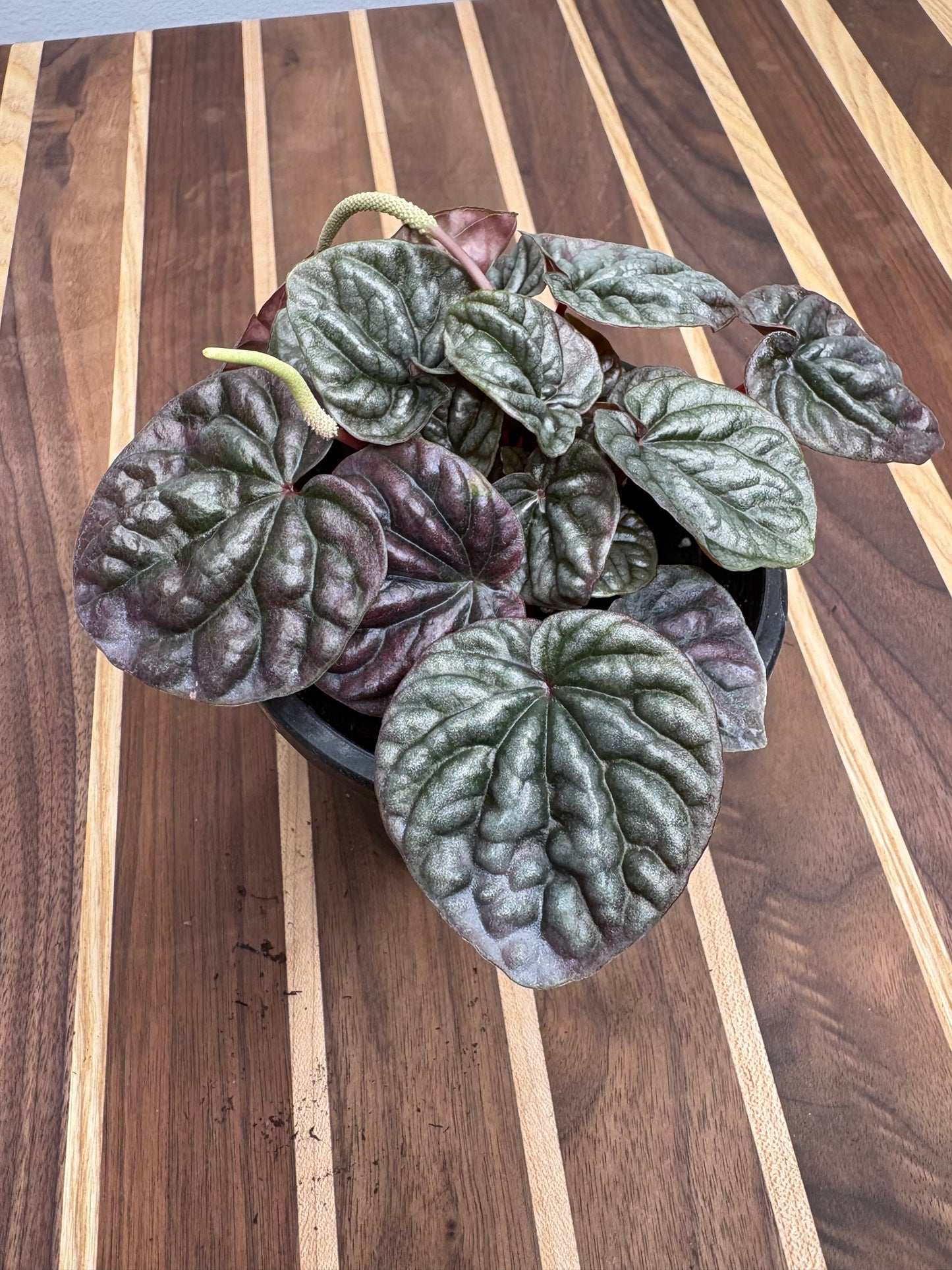 Peperomia Red Ripples 4”