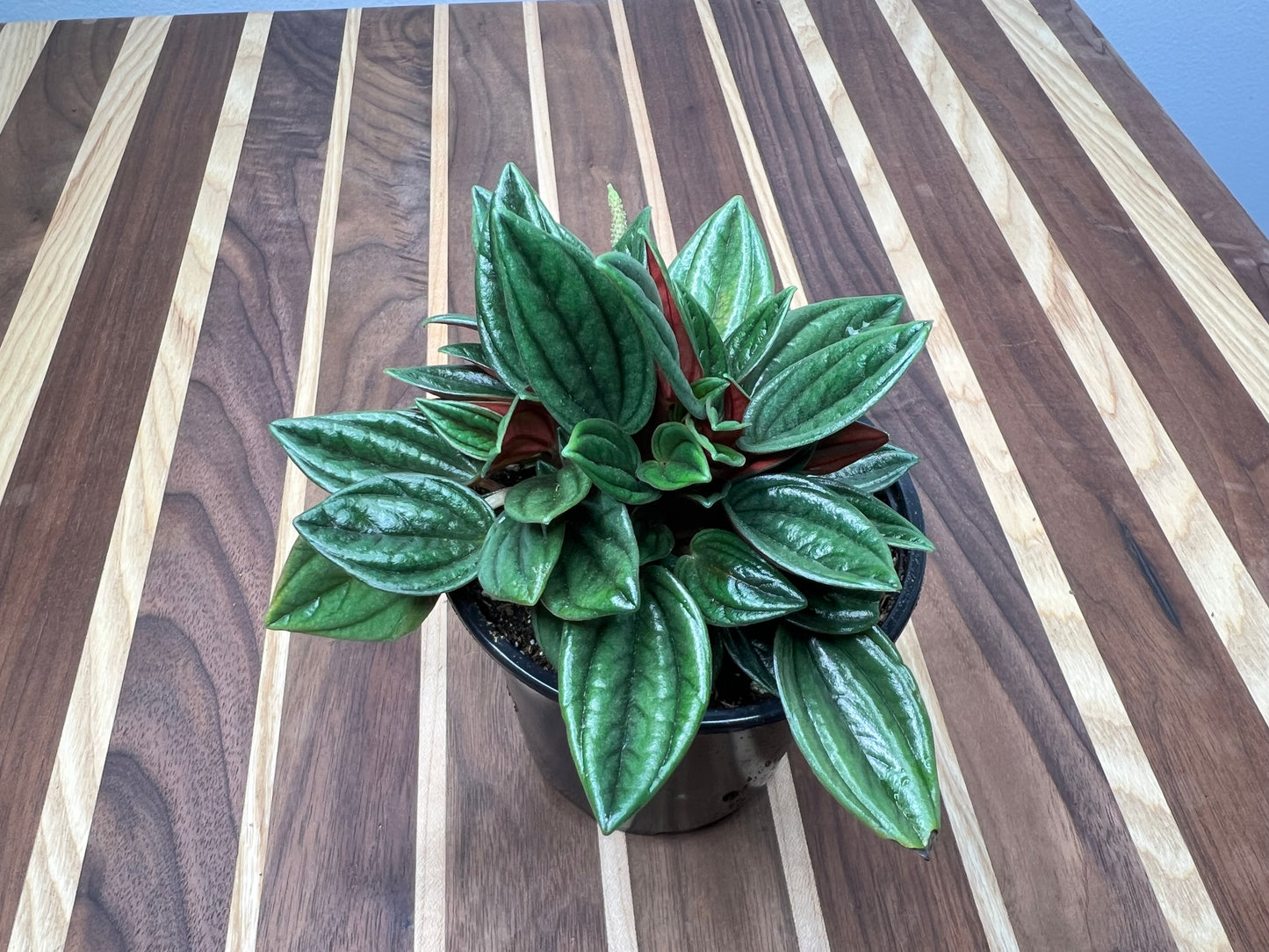 Peperomia Rosso