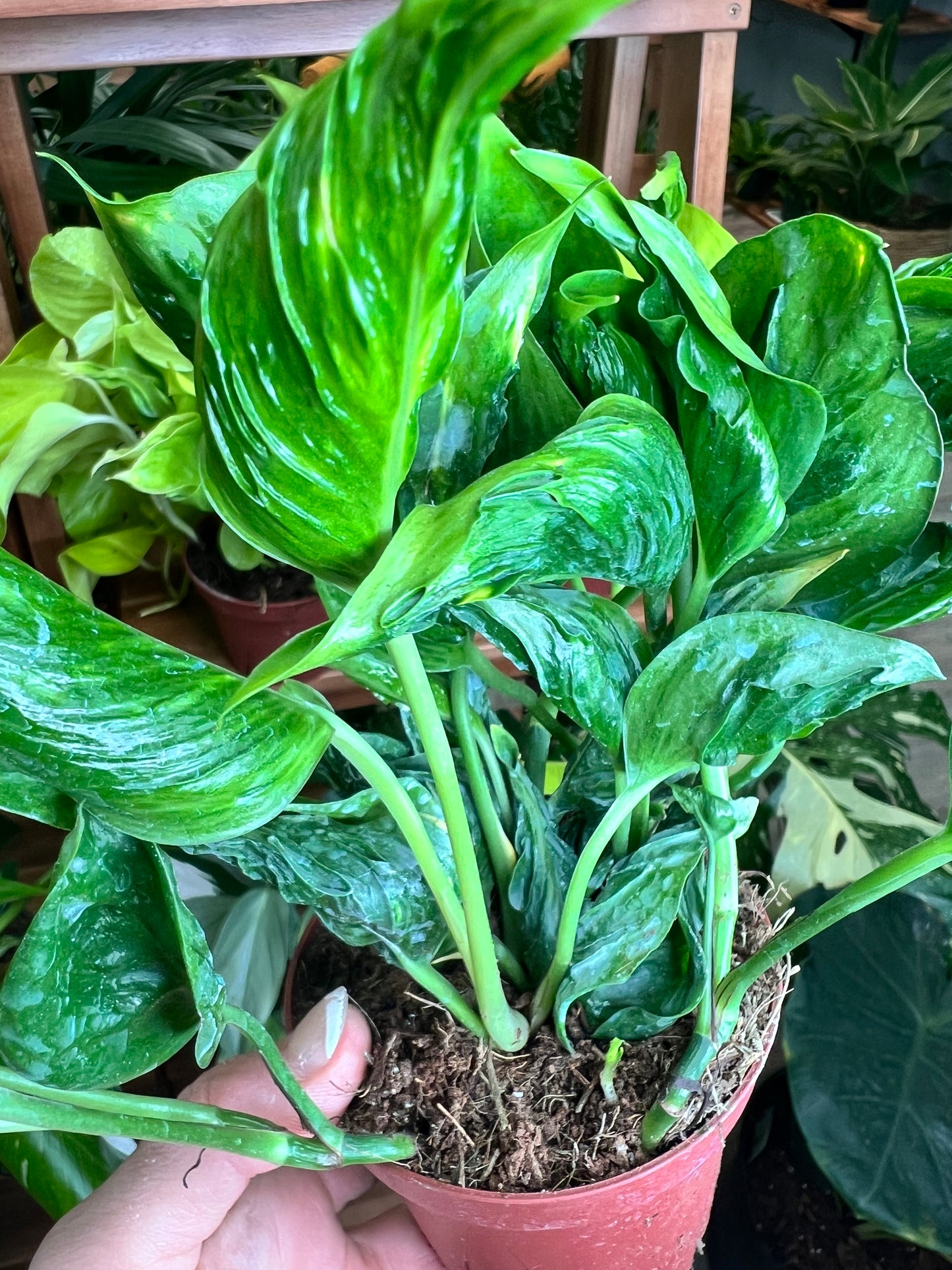 Pothos Shangri La (Sleeping Pothos)