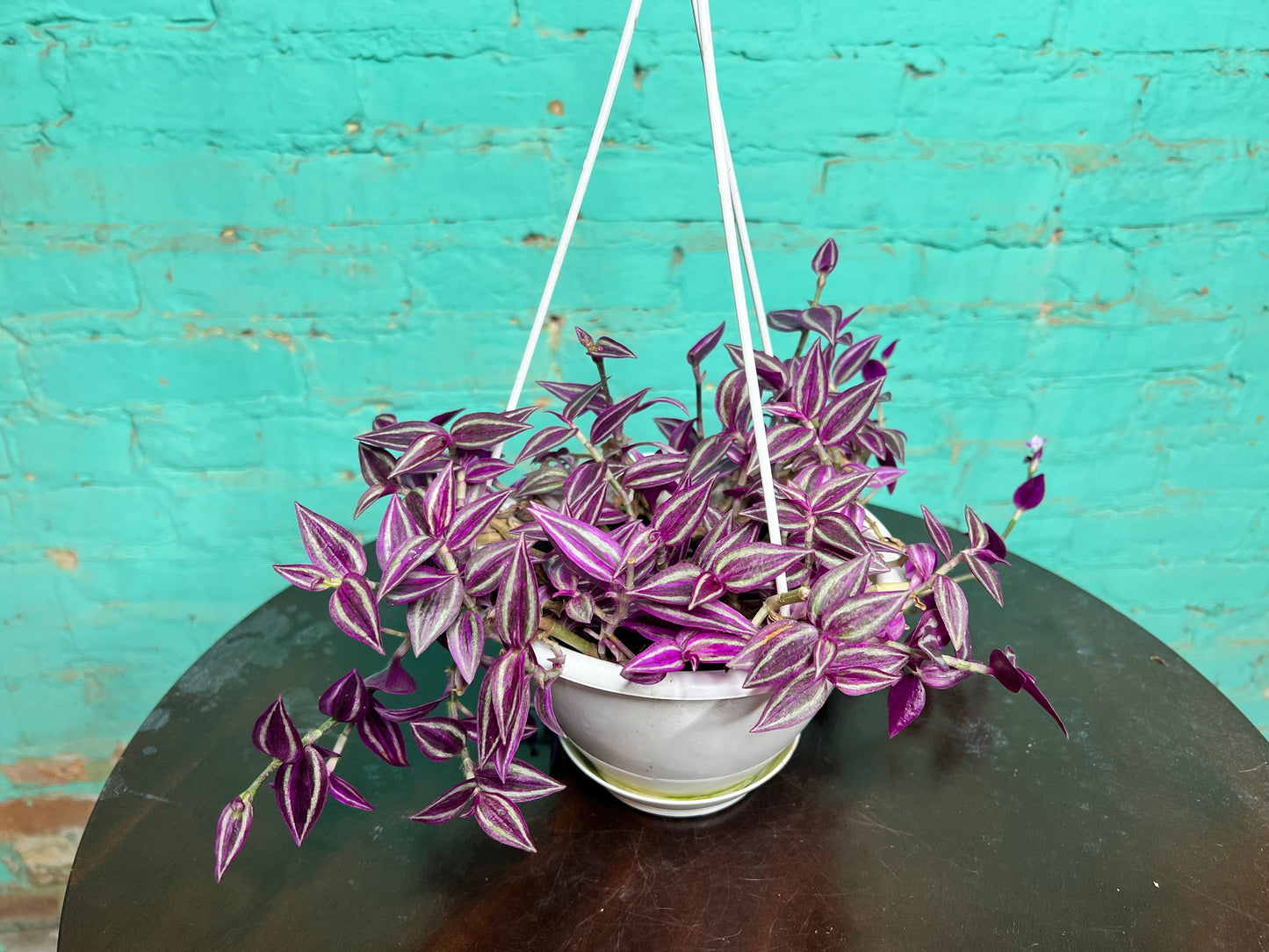 Wandering Jew 6” basket