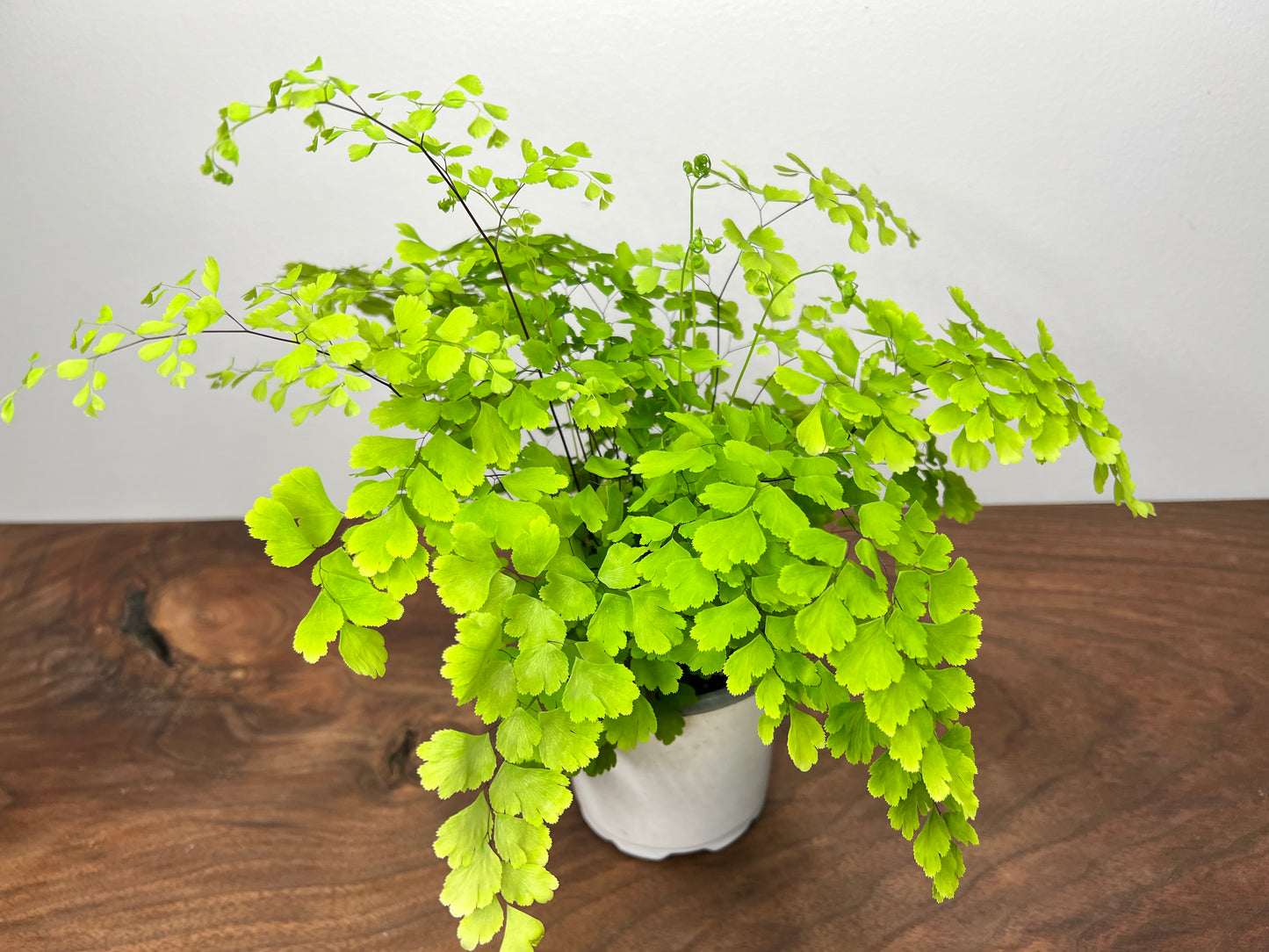 Fern Maidenhair- Misty Cloud