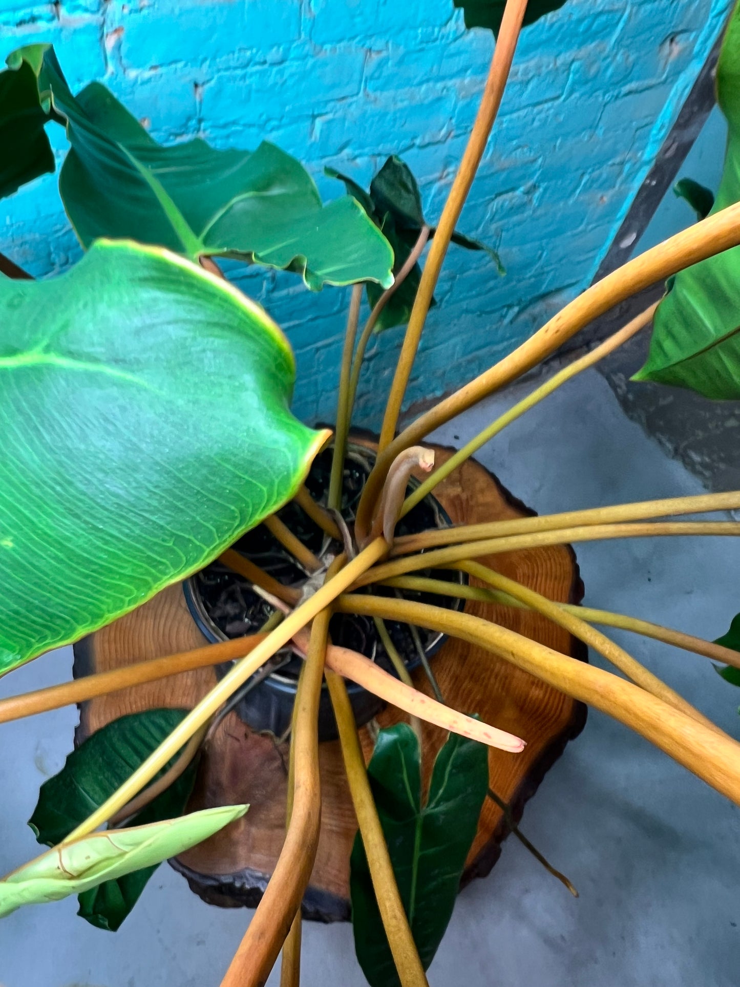 Philodendron Billietiae 10”