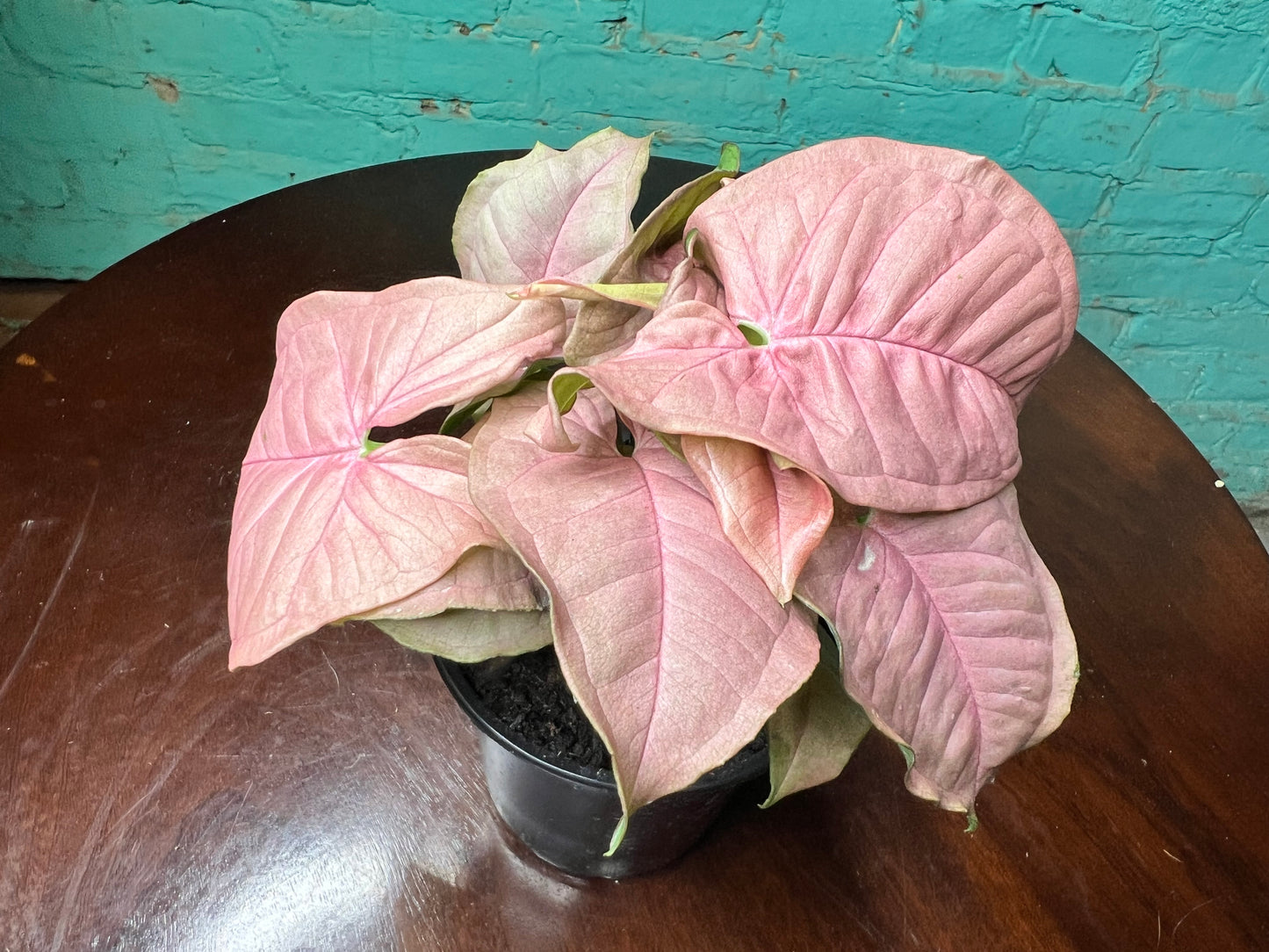 Syngonium Pink 4”