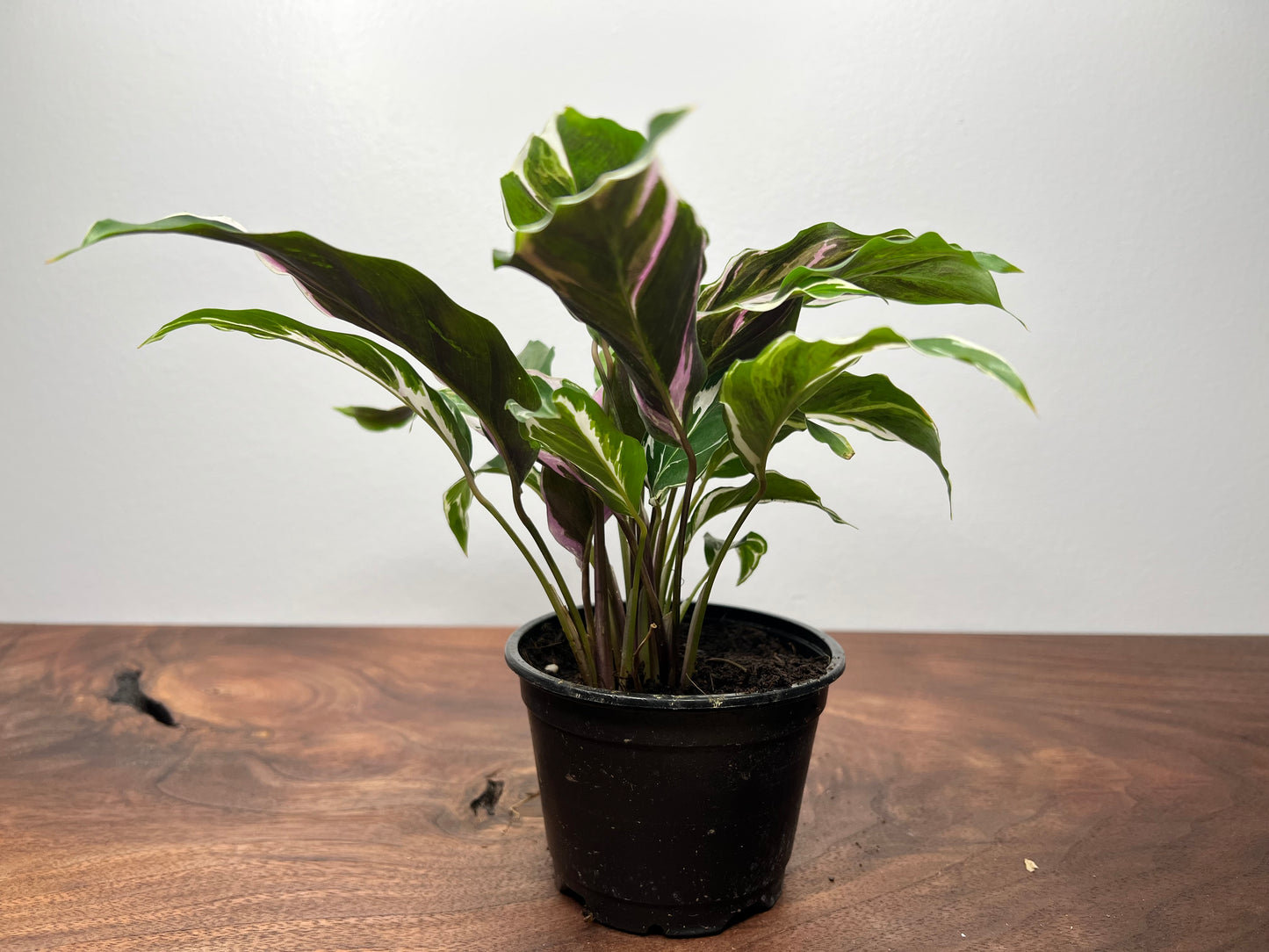 Calathea White Fusion 4inch