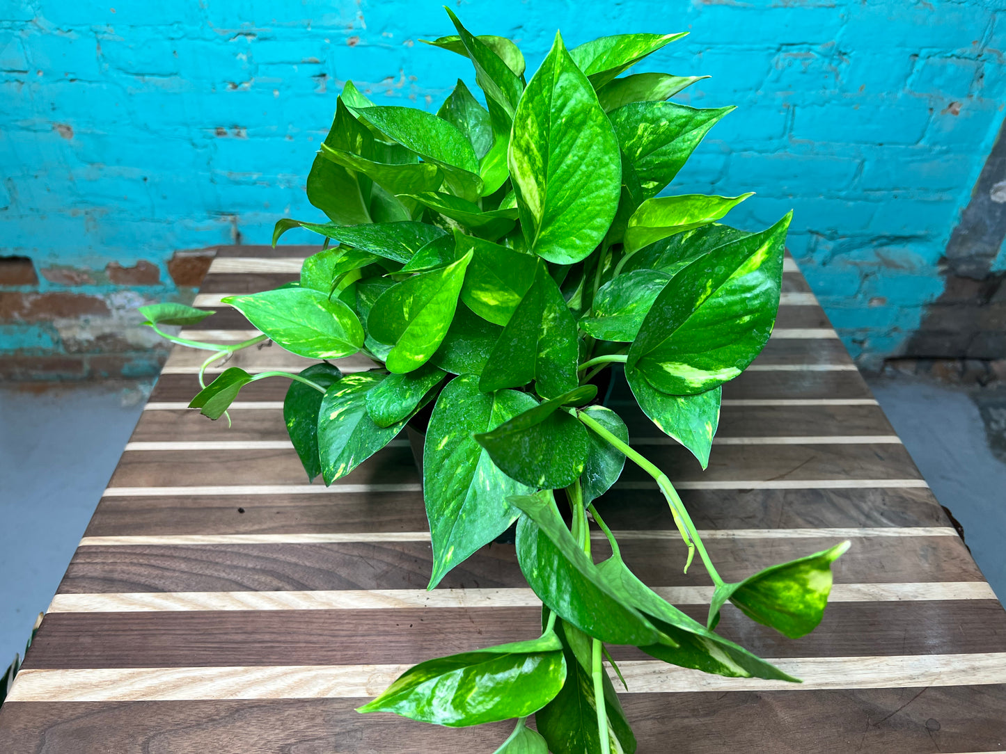 Golden Pothos 6”
