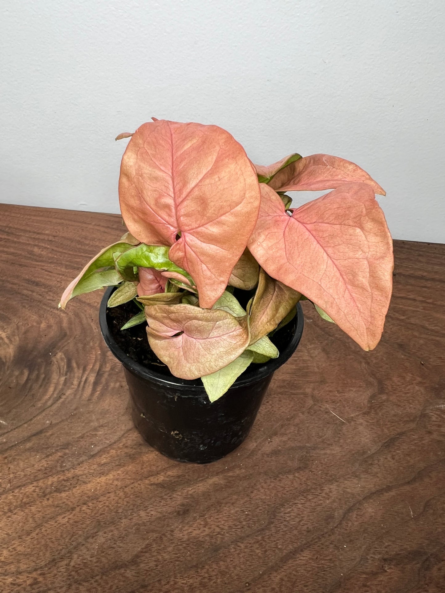 Syngonium Pink