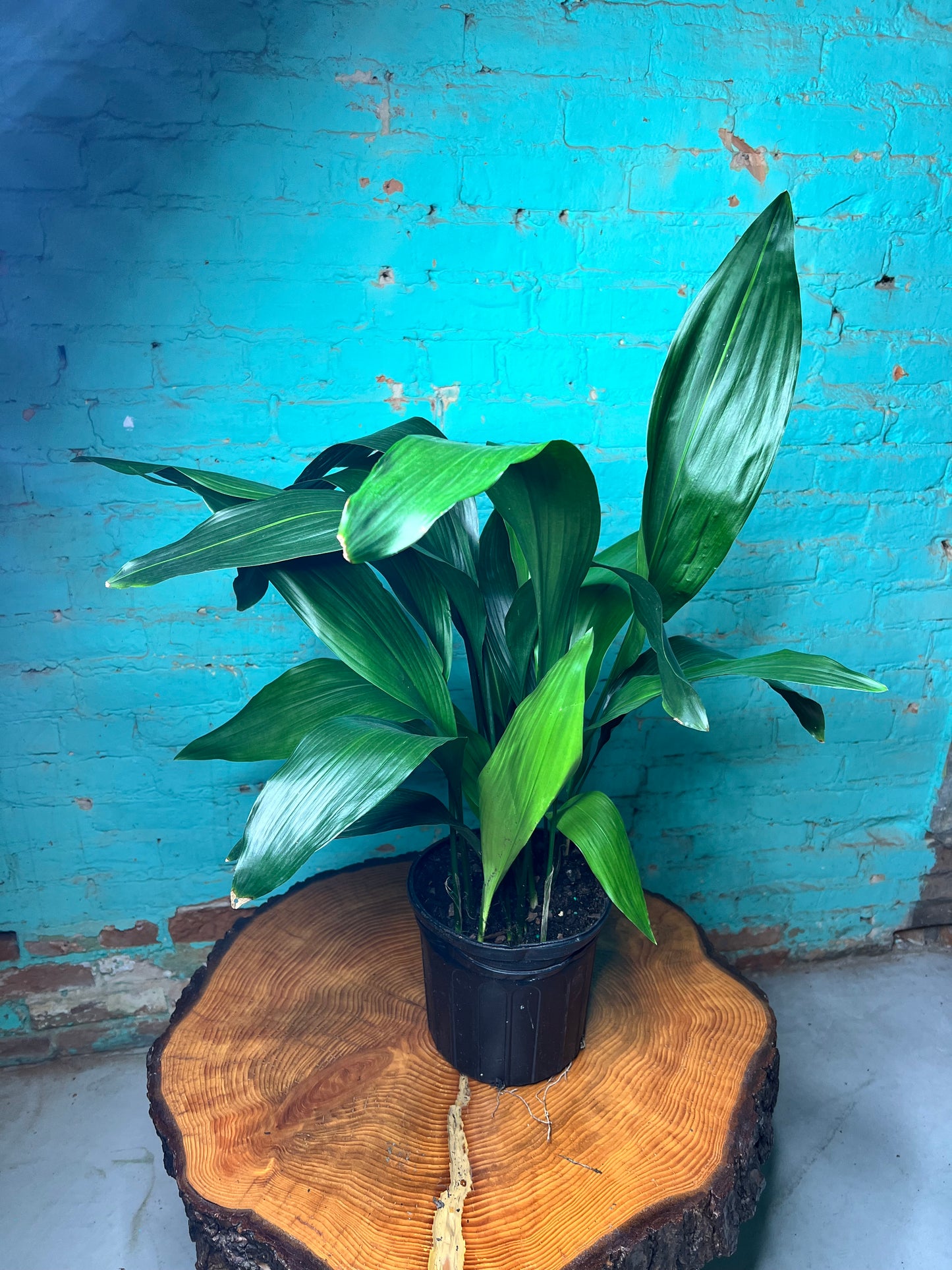Cast Iron Plant 8”