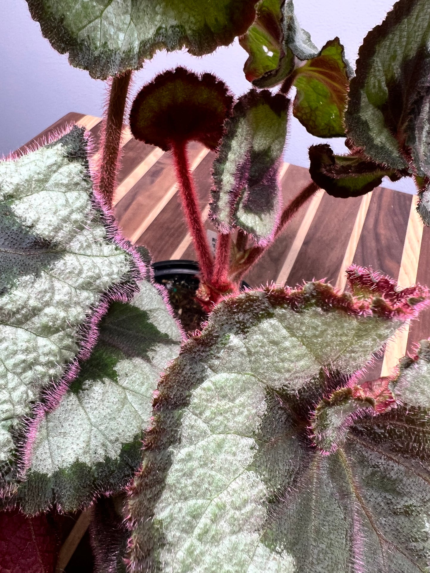 Begonia Escargot (curly)
