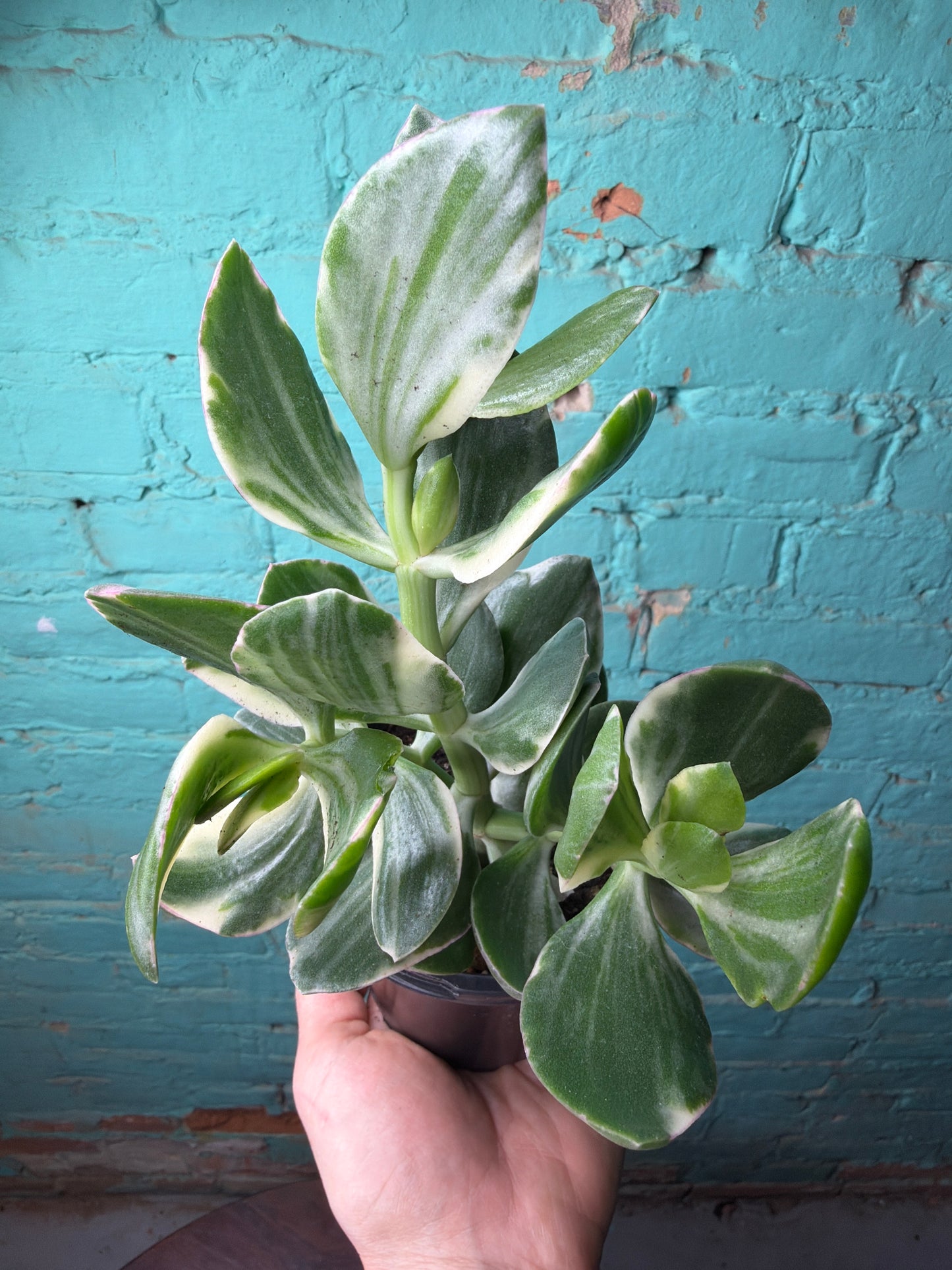 Jade Variegated 4”