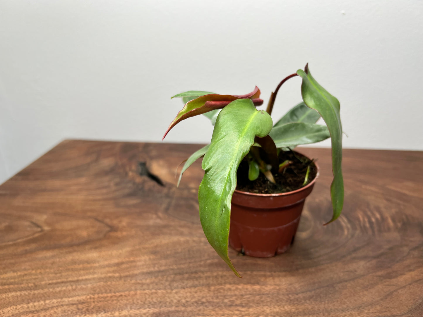 Philodendron Atabapoense