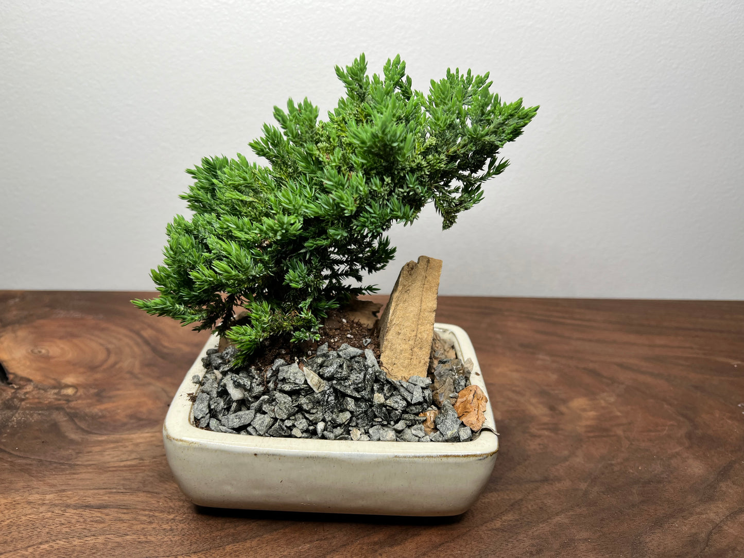 Bonsai tree 6”