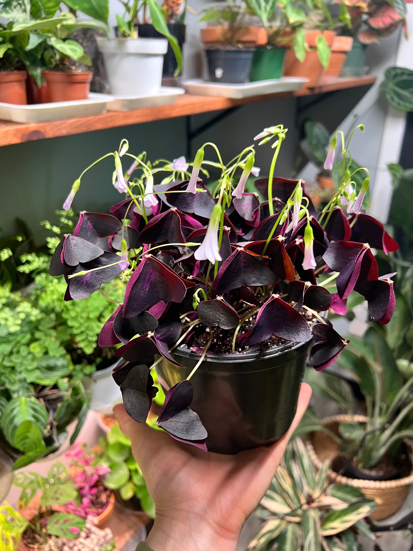 Oxalis -Purple Shamrocks 6”