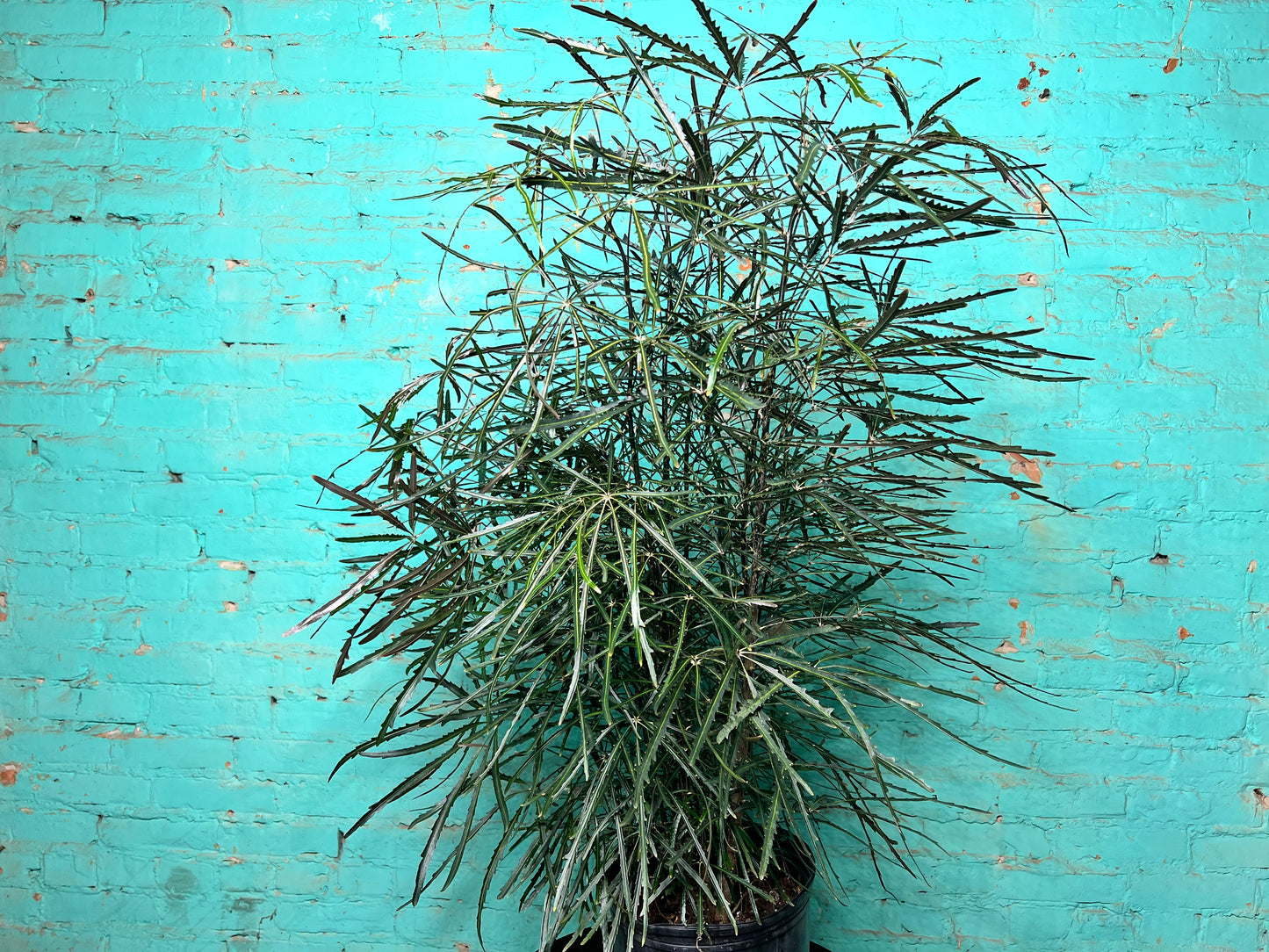 Aralia Elegantissima 10”