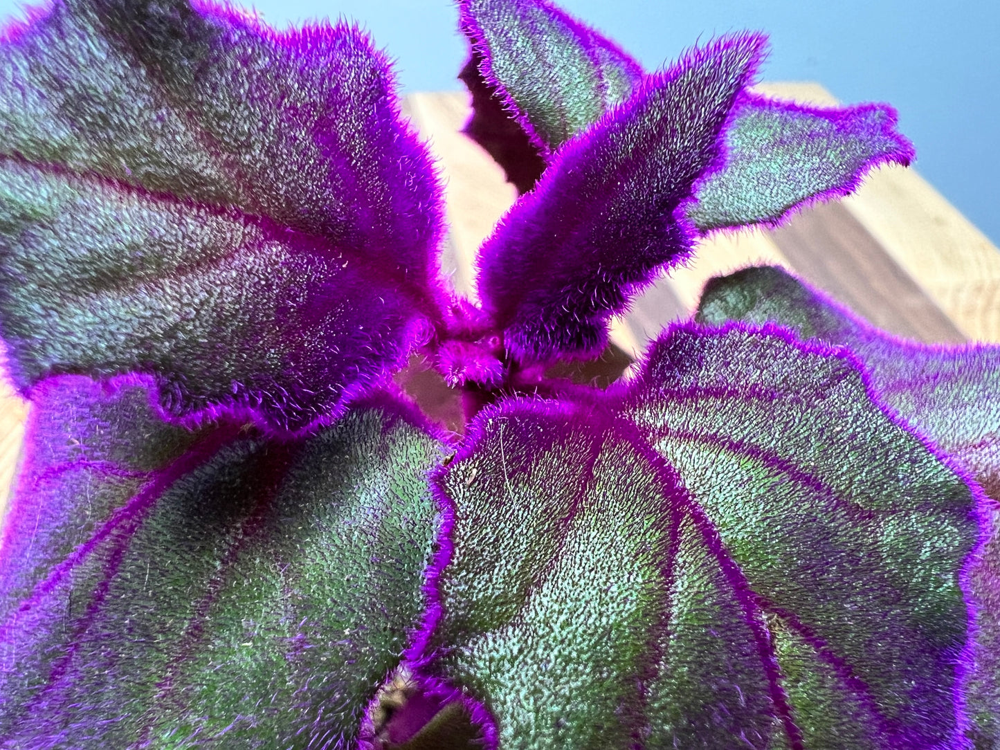 Purple passion plant 4”