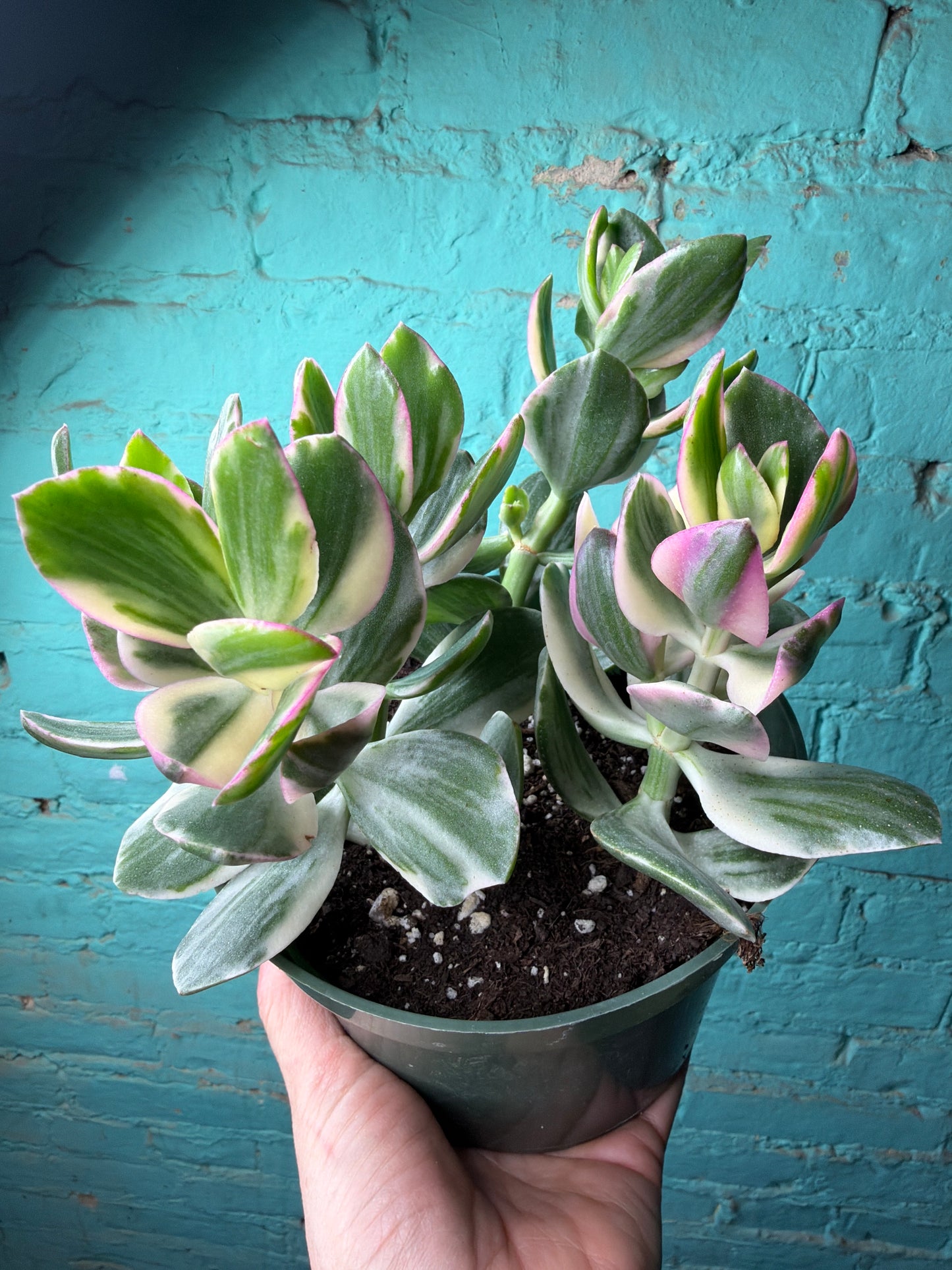 Jade Variegated 6”
