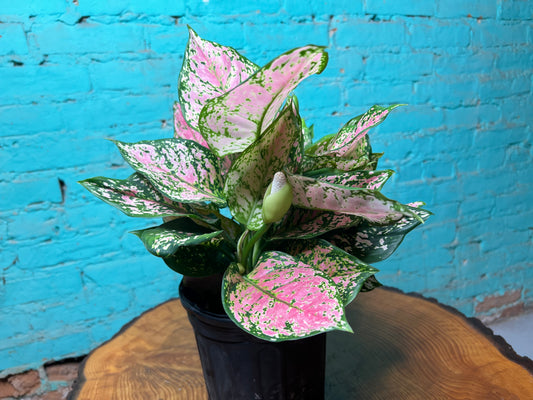 Aglaonema Wishes 8”