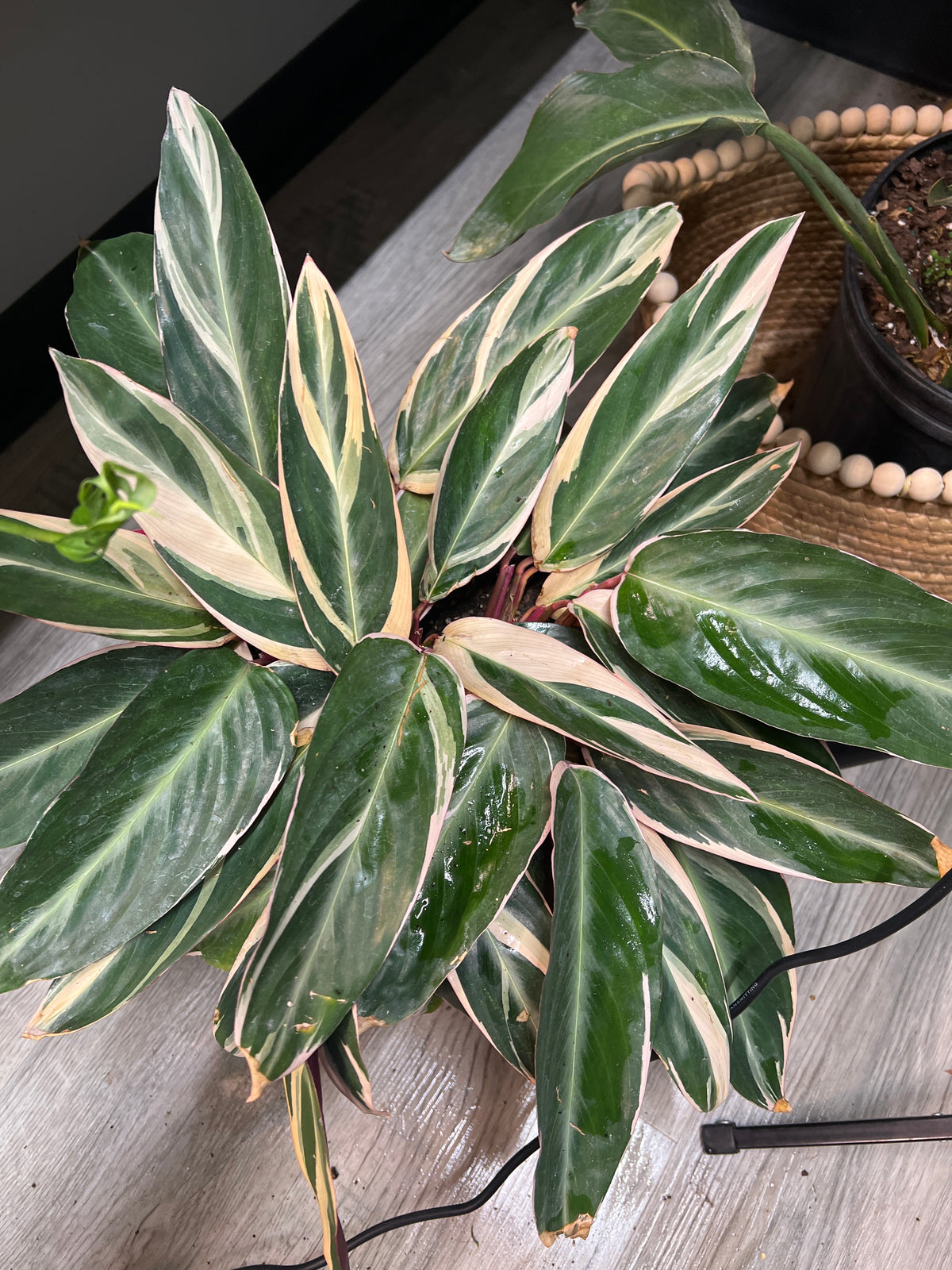 Stromanthe-Triostar 8”