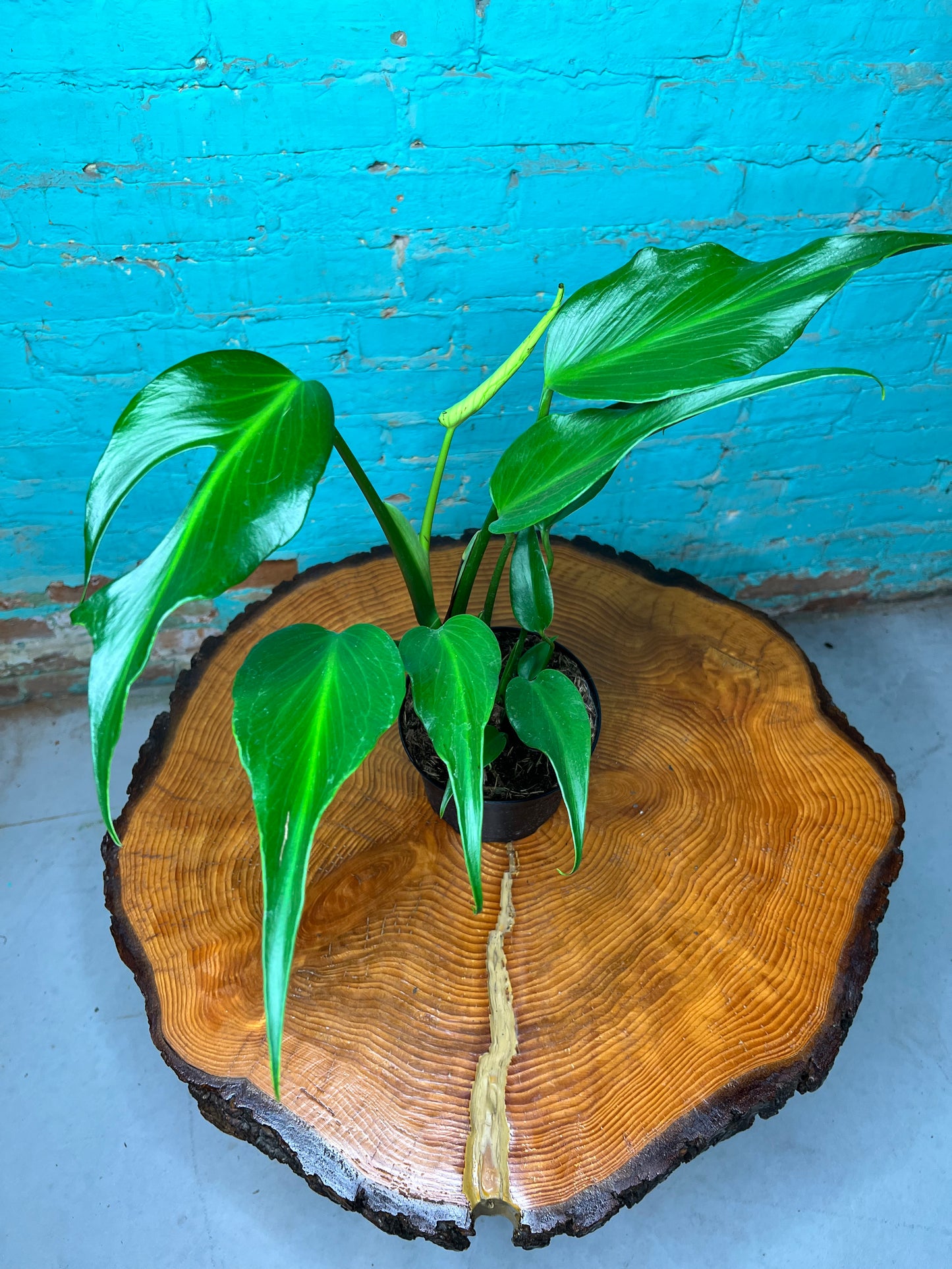 Monstera Burle Marx Flame 6”