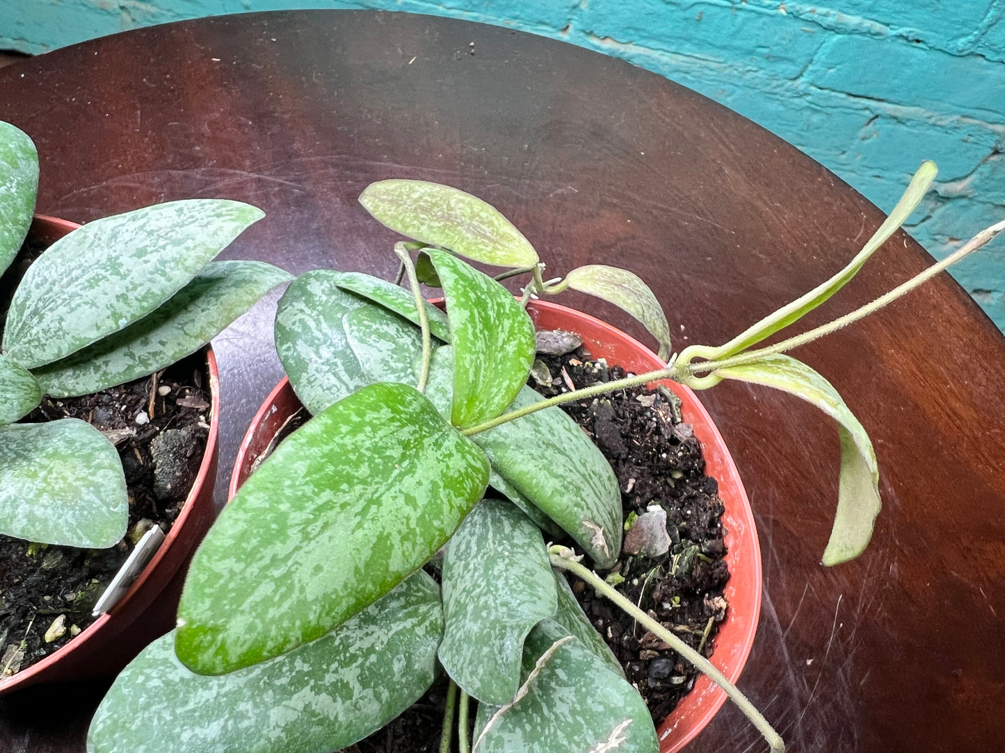 Hoya Sigillatis Silver 4”