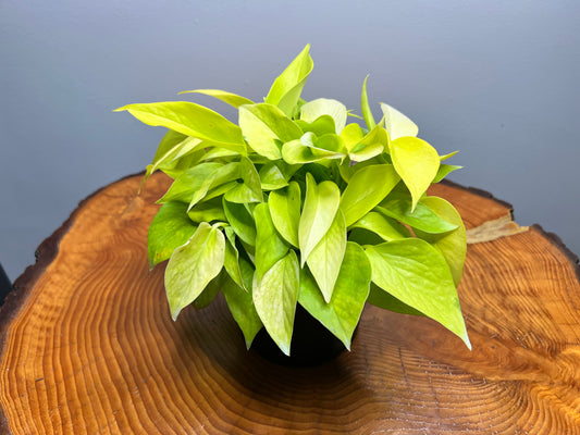 Neon pothos 6”