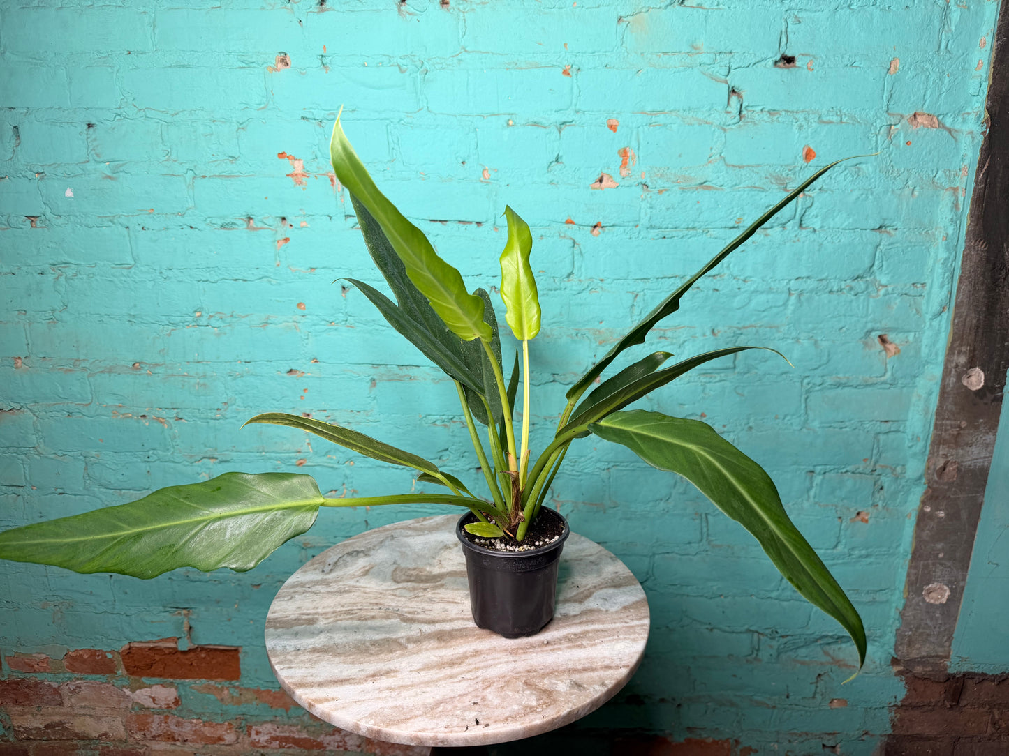 Philodendron Pluto 4”