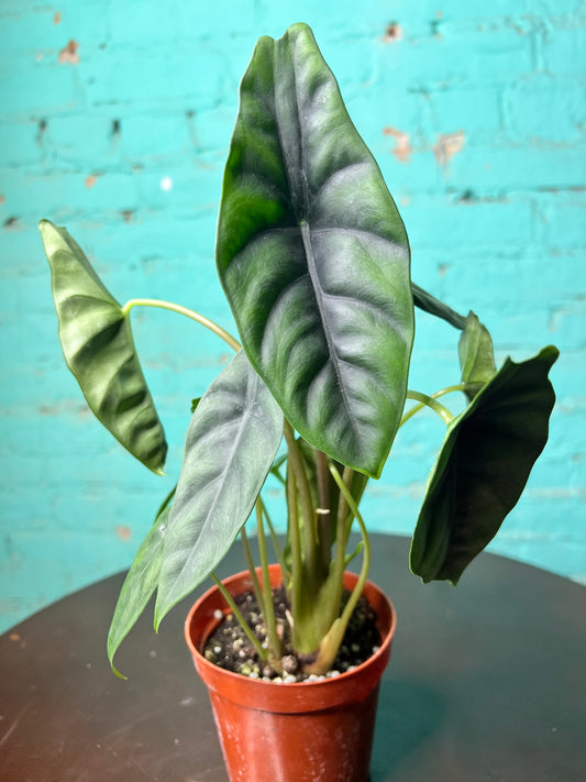 Alocasia Venusta 4”