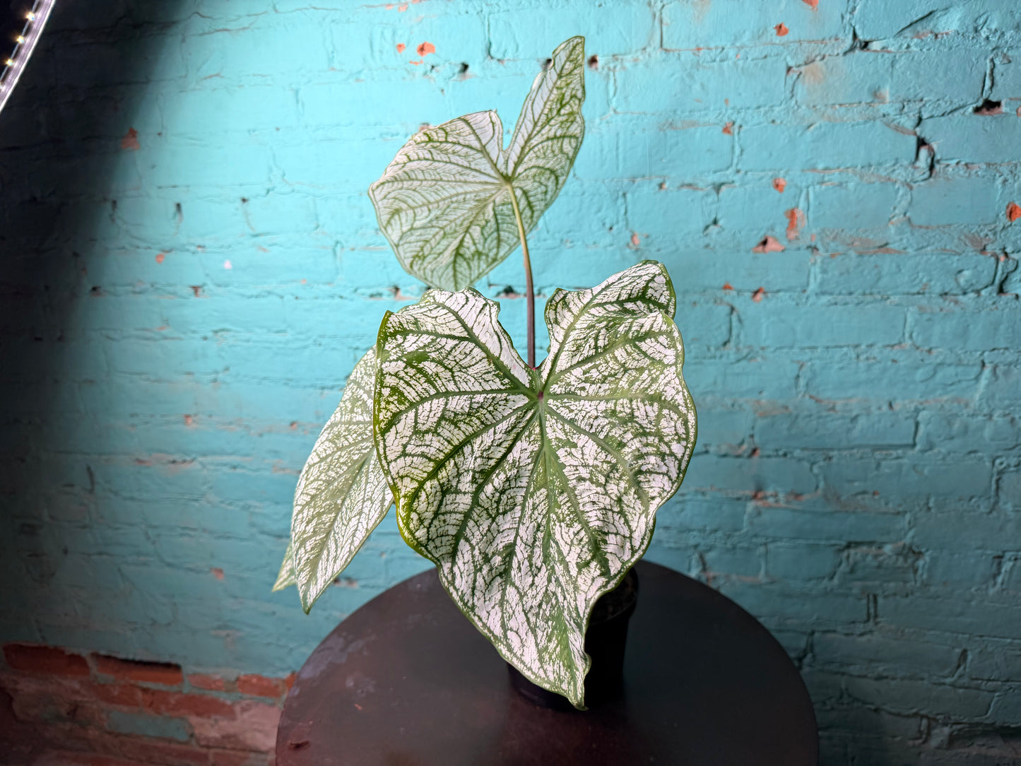 Caladium 6” ‘Dreams’