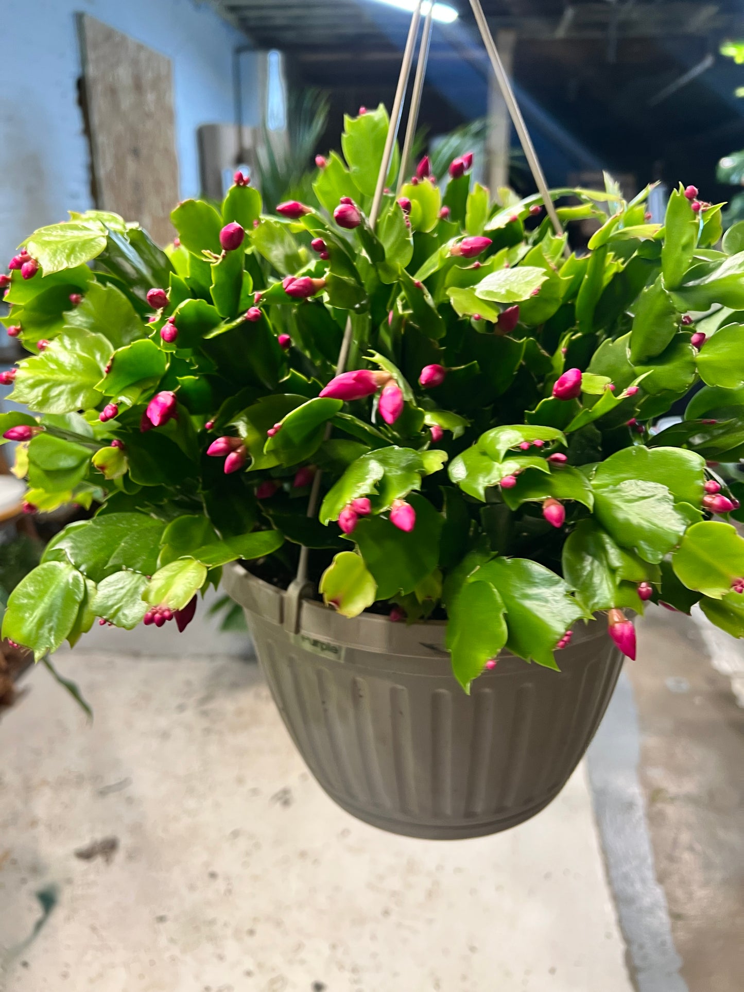 Christmas Cactus 10” basket