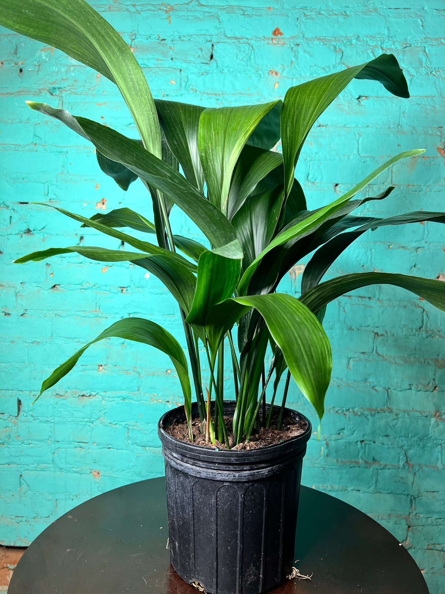 Cast Iron Plant 8”
