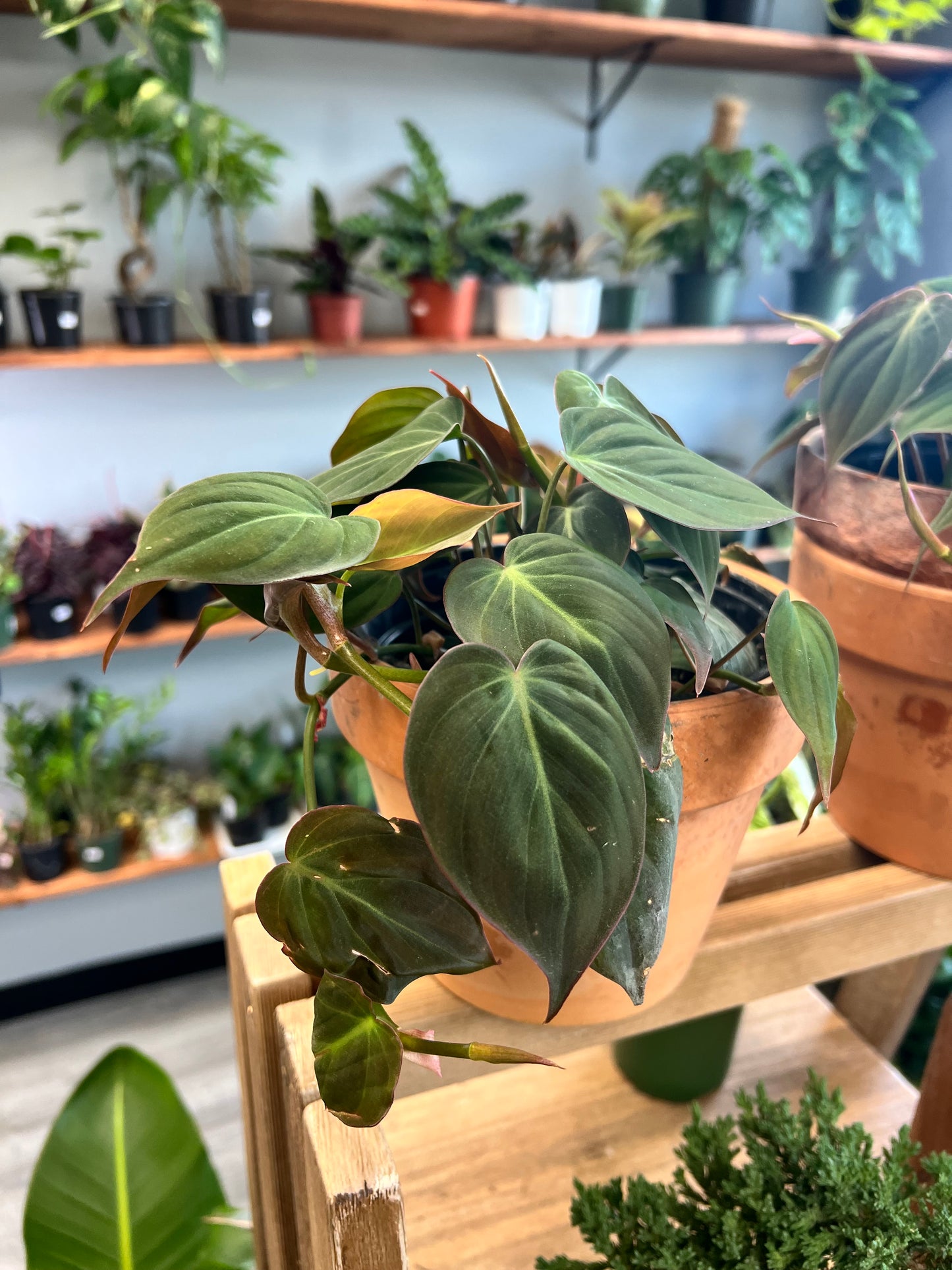 Philodendron Mican 6”