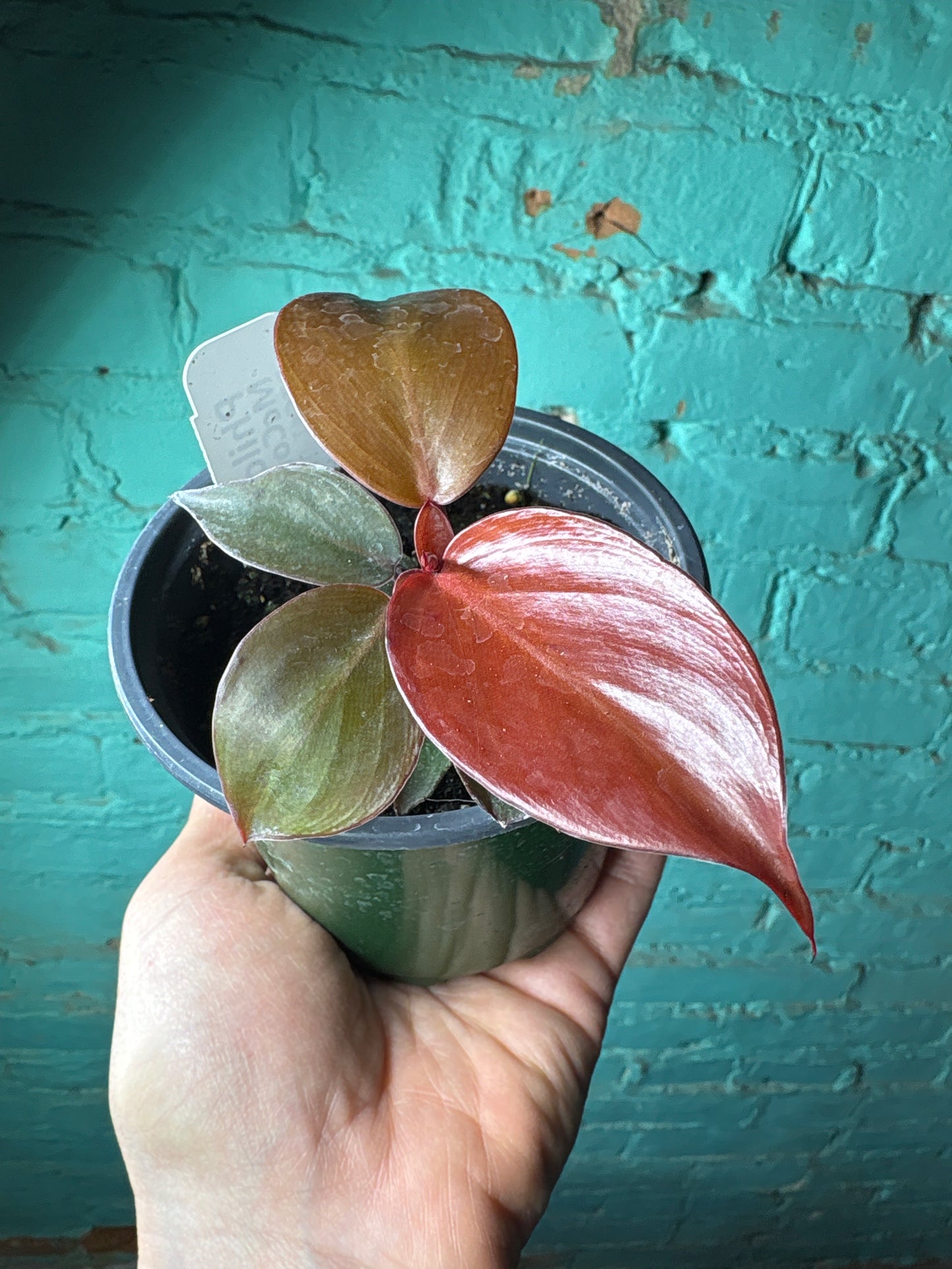 Philodendron McColley’s Finale 4”