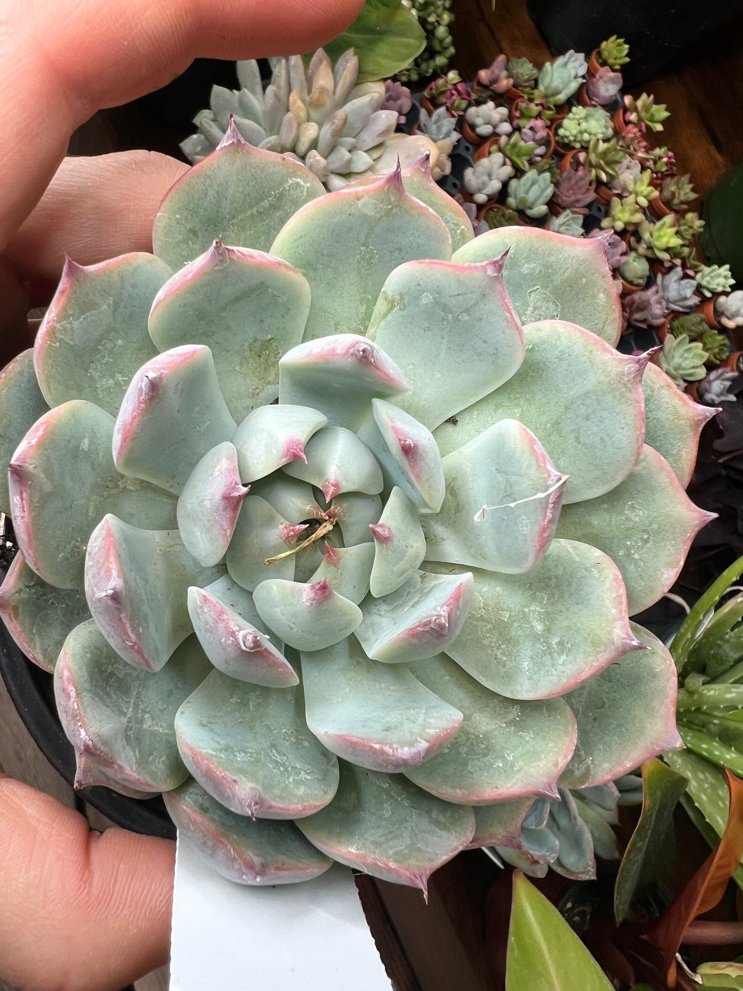 Echeveria 4”